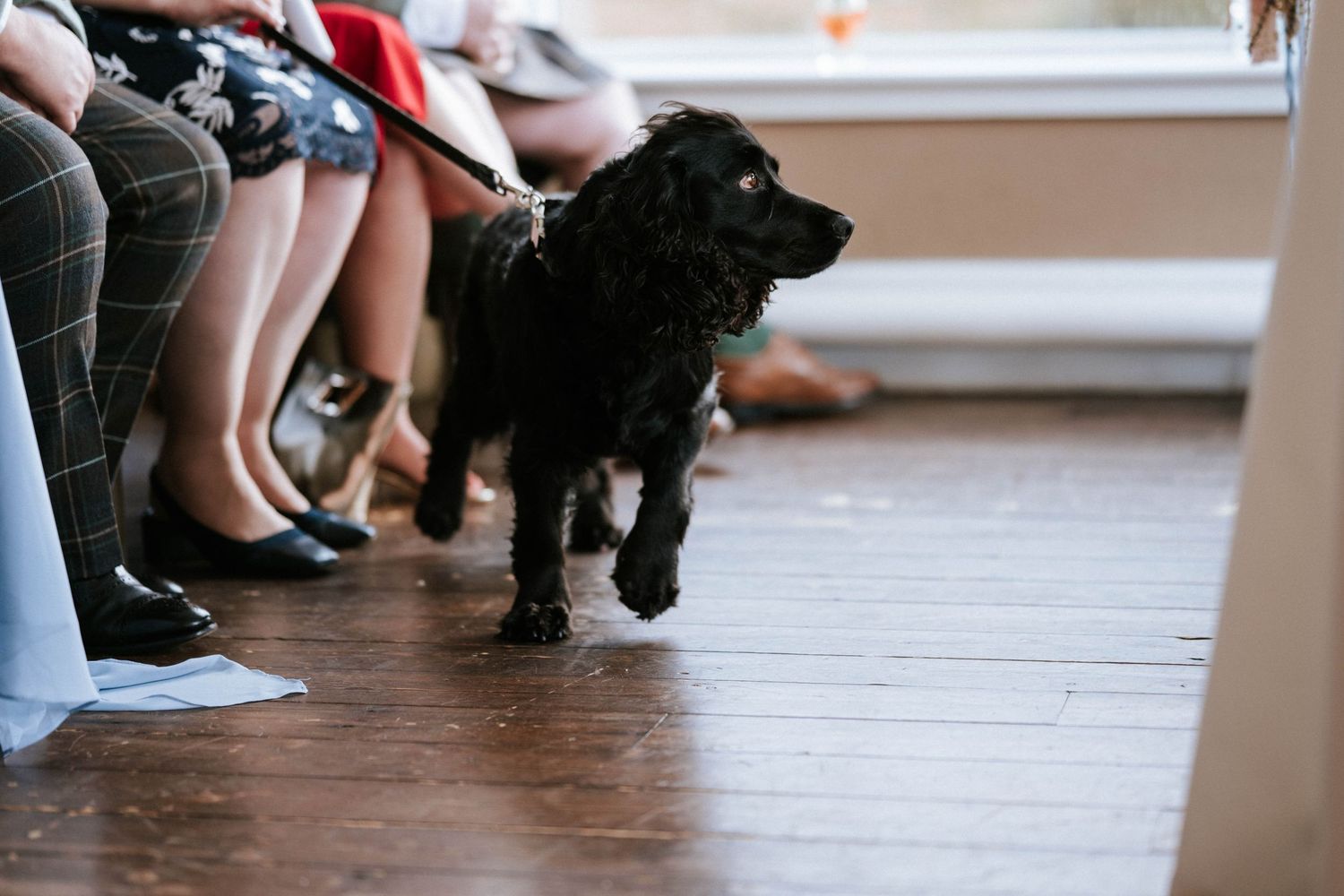 Black dog with white paws eagerly follows treats being placed in a line across a hardwood floor.