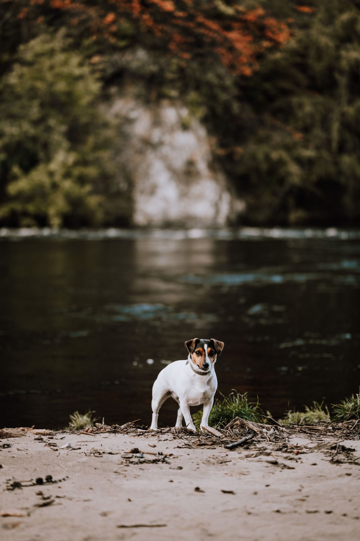 A small Jack Russell terrier stands alert on a riverbank with autumn foliage in the background.