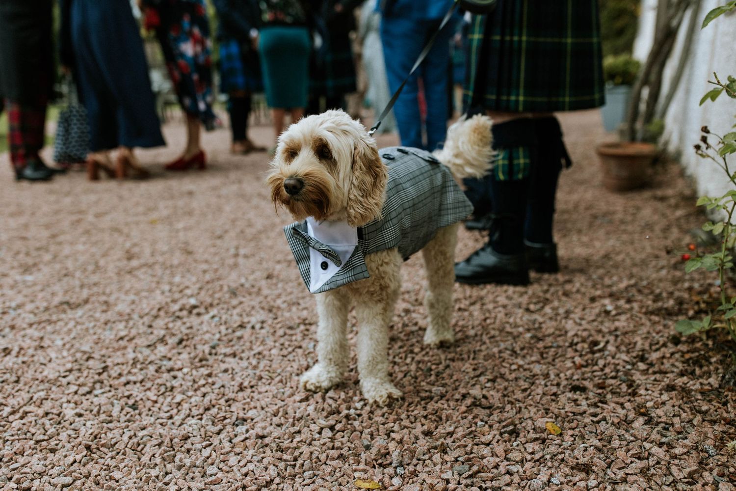 A small white dog walks on a gravel path at an outdoor event.