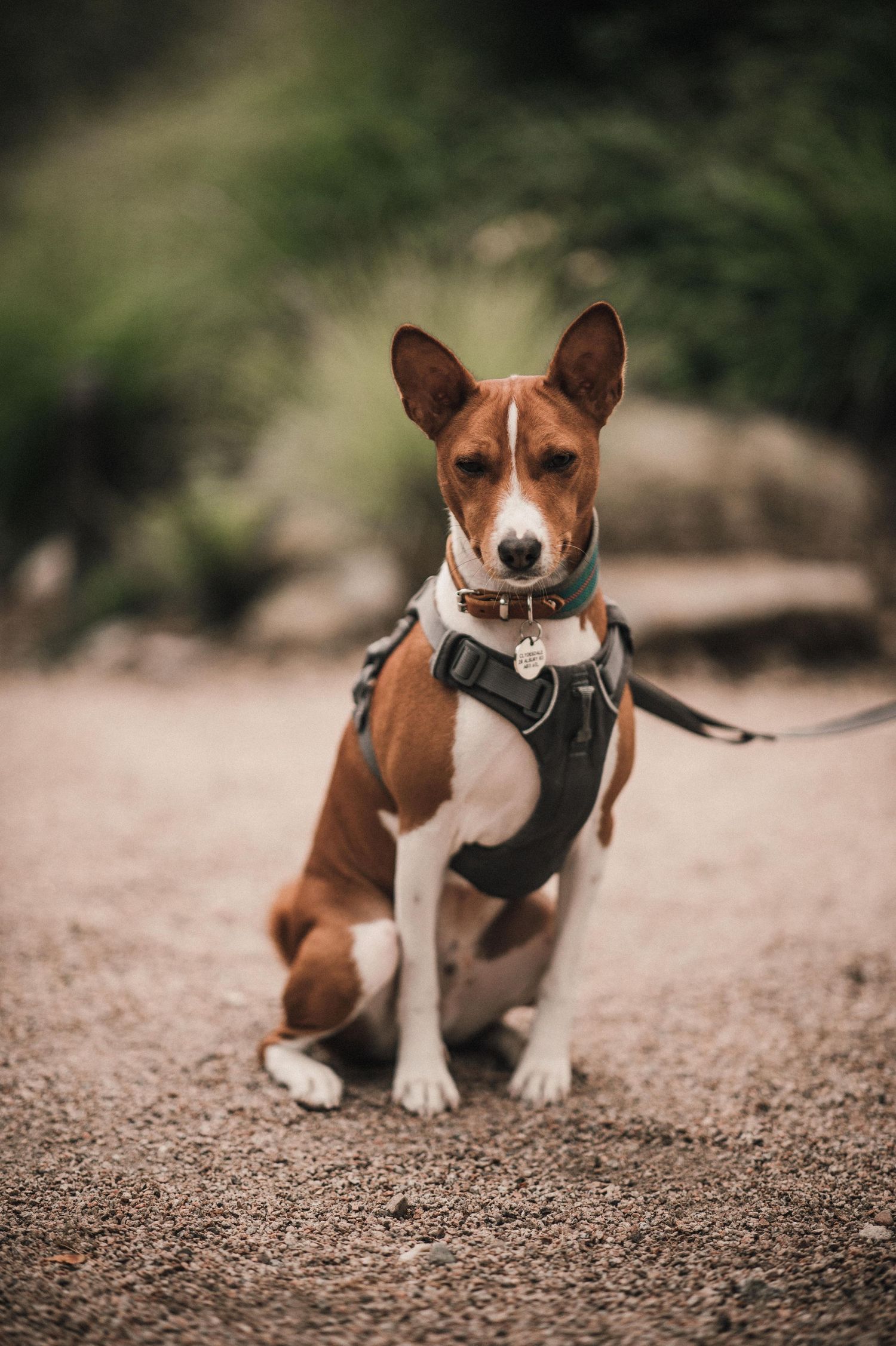 Basenji dog wearing black harness poses alertly on dirt path.