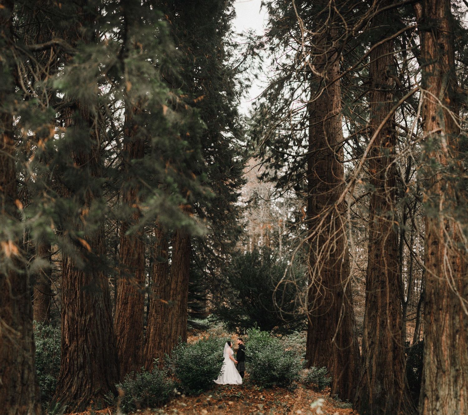 A majestic forest path lined with towering pine trees frames a wedding scene.