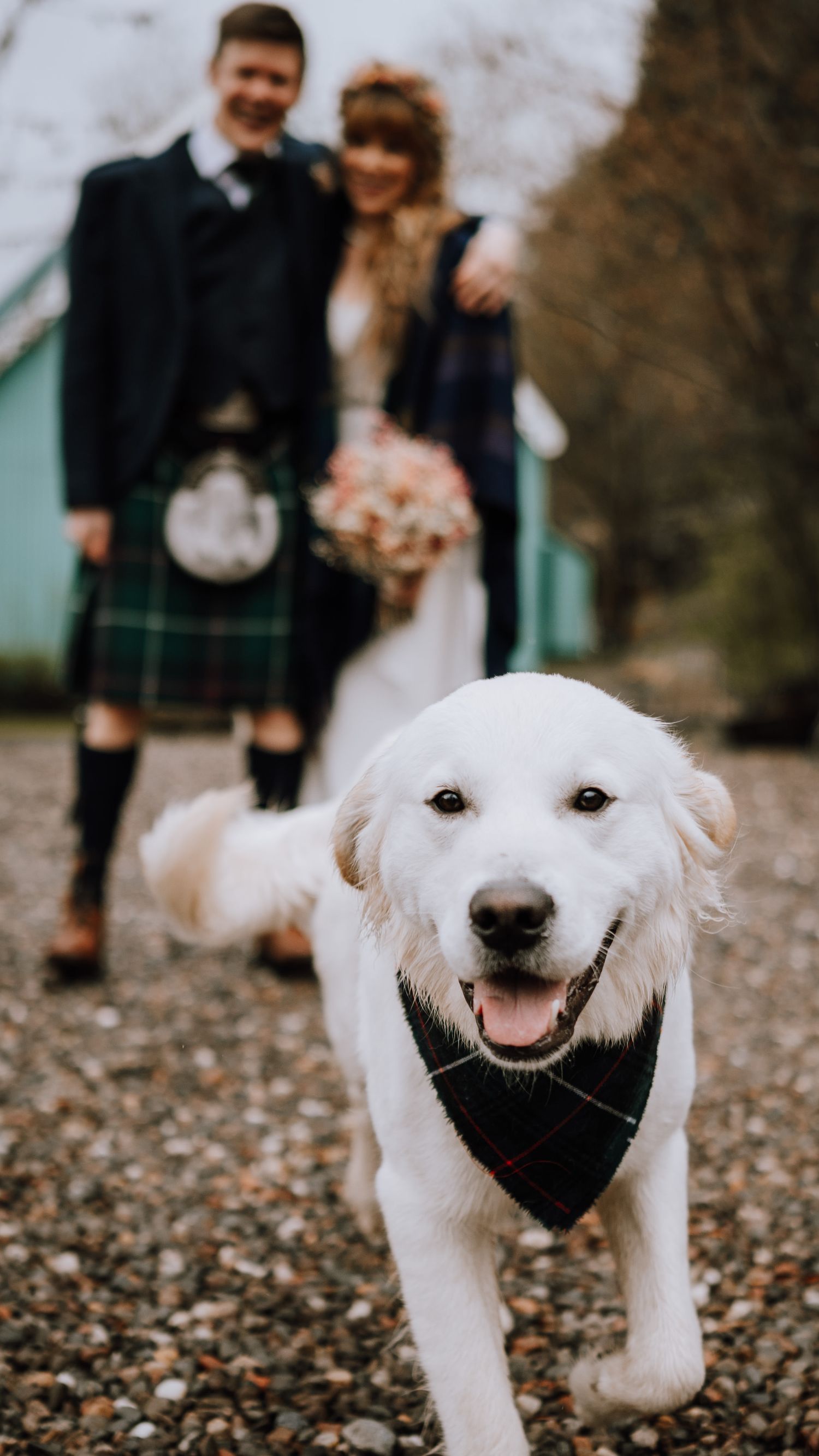 Smiling white dog in black bandana stands in foreground with Scottish wedding couple by mint chapel.