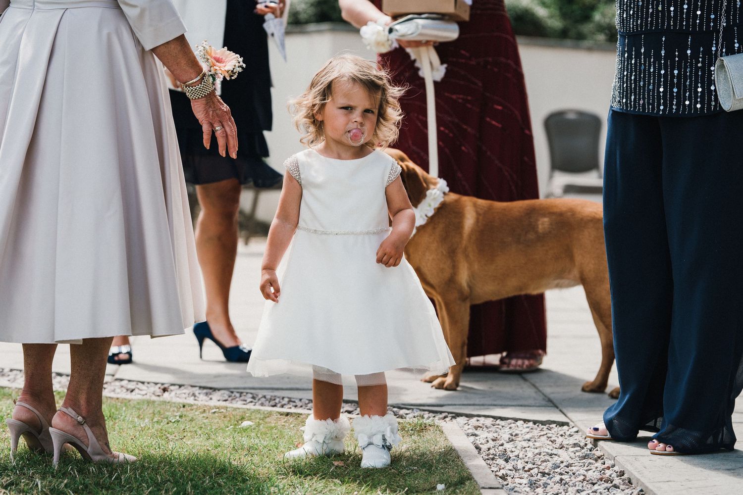 A small dog watches attentively at an outdoor wedding gathering.