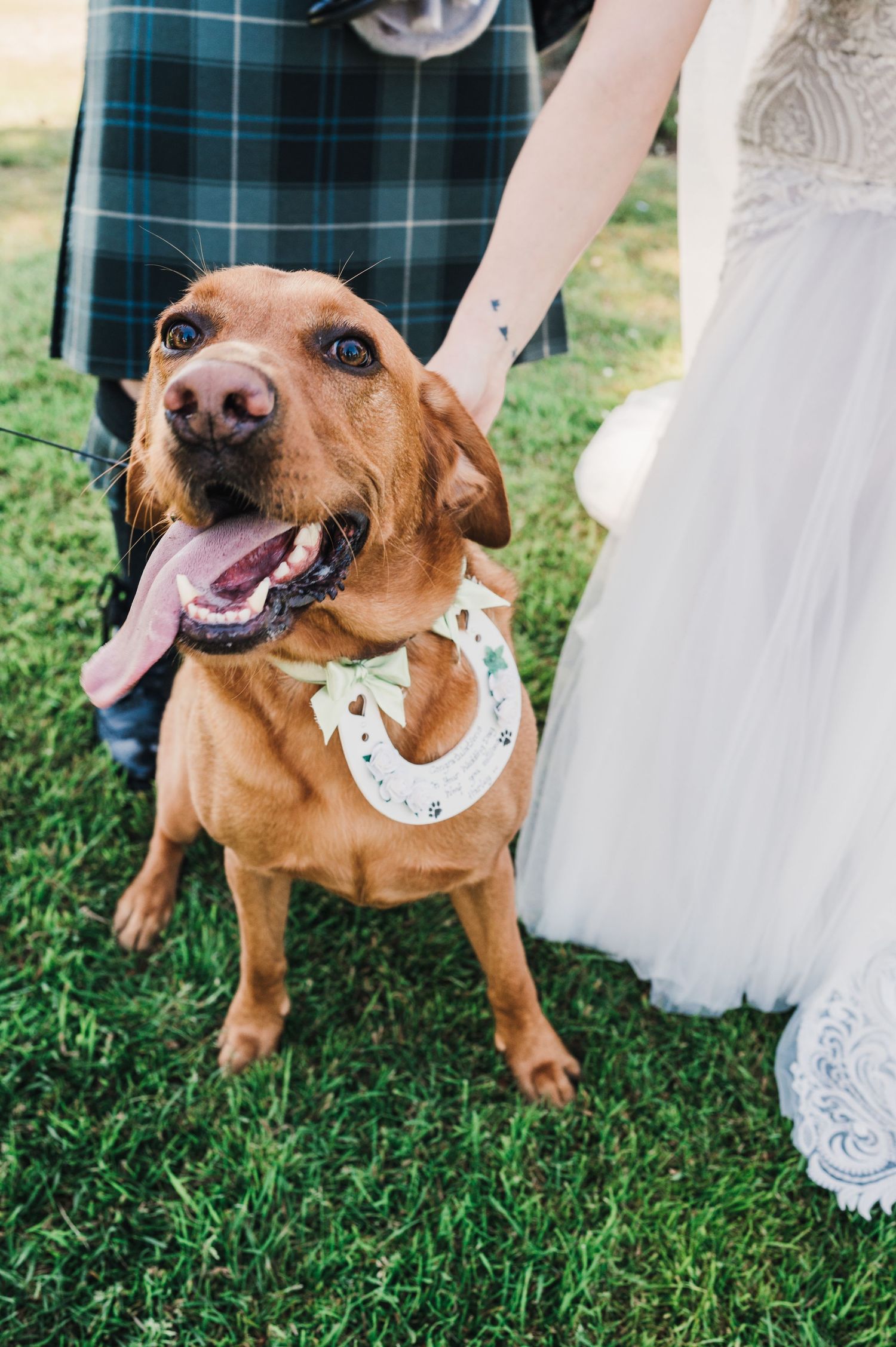 A happy brown dog wearing a white bowtie sits on grass between wedding attire.