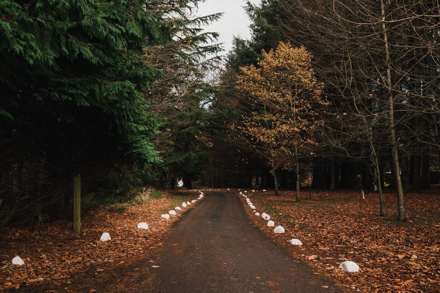 A moody autumn path through trees with white lights lining both sides.