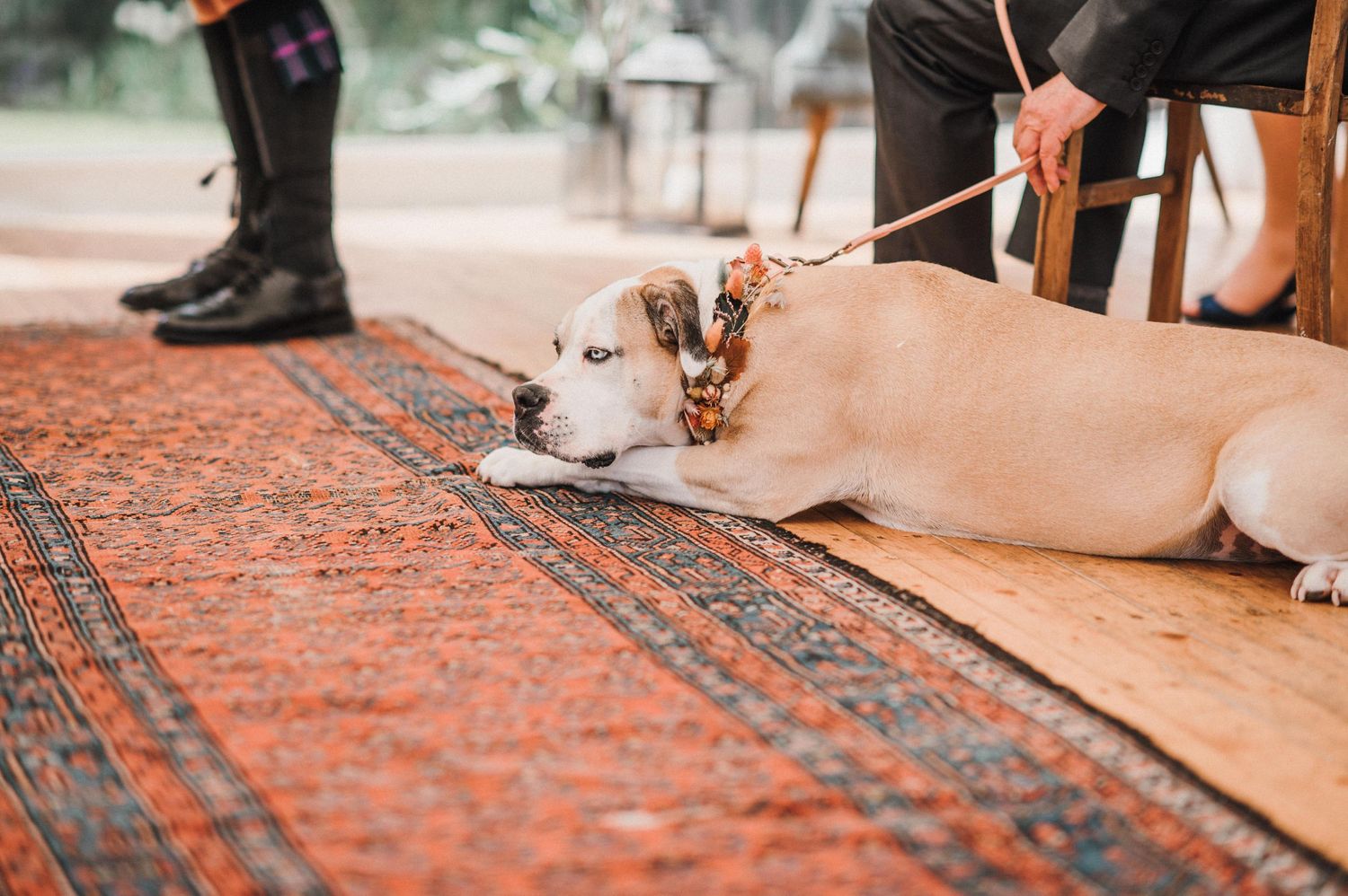 Dog lying on oriental rug during wedding ceremony inside tent.