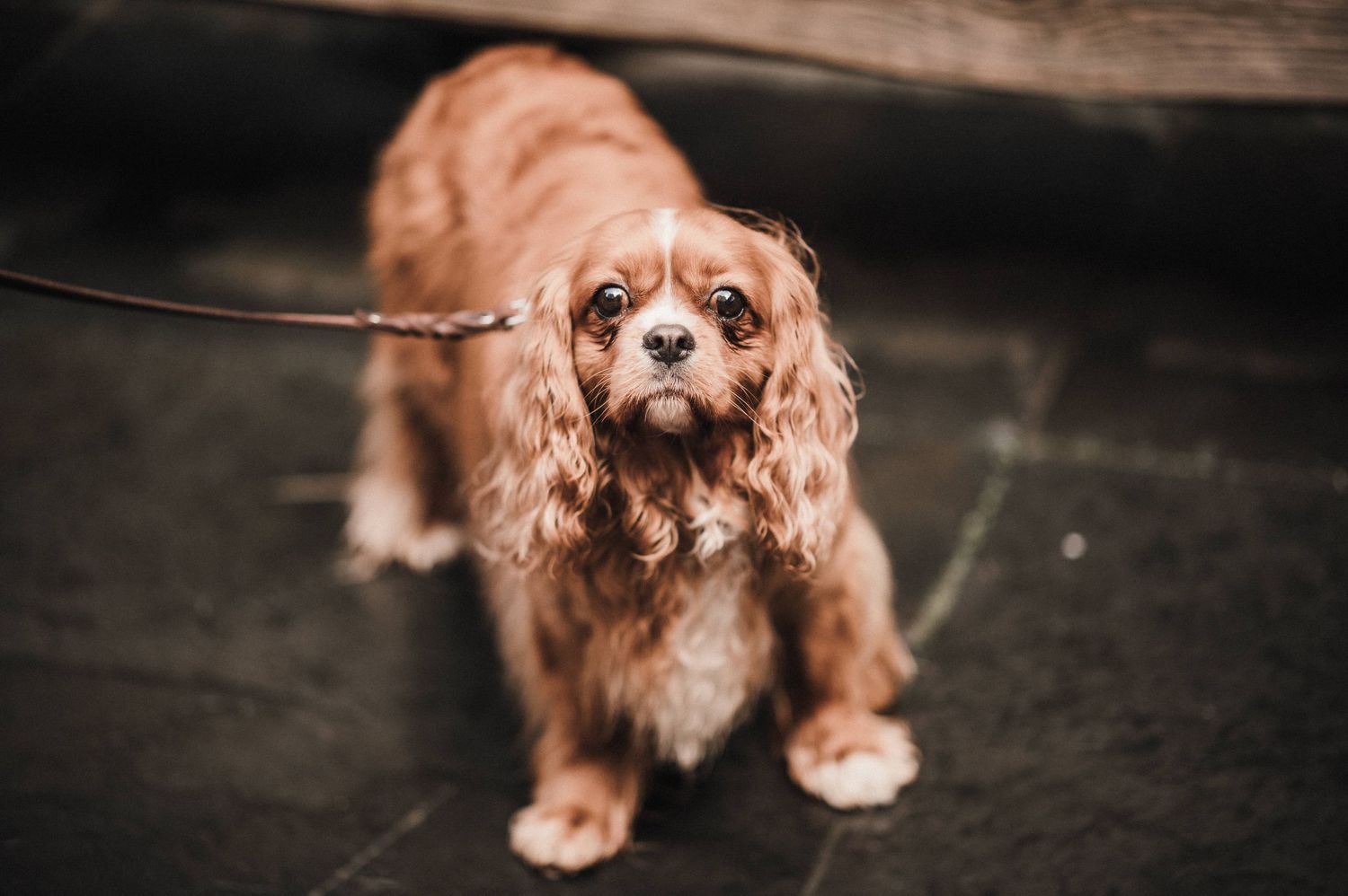 Cavalier King Charles Spaniel with golden coat looking directly at camera on dark floor.