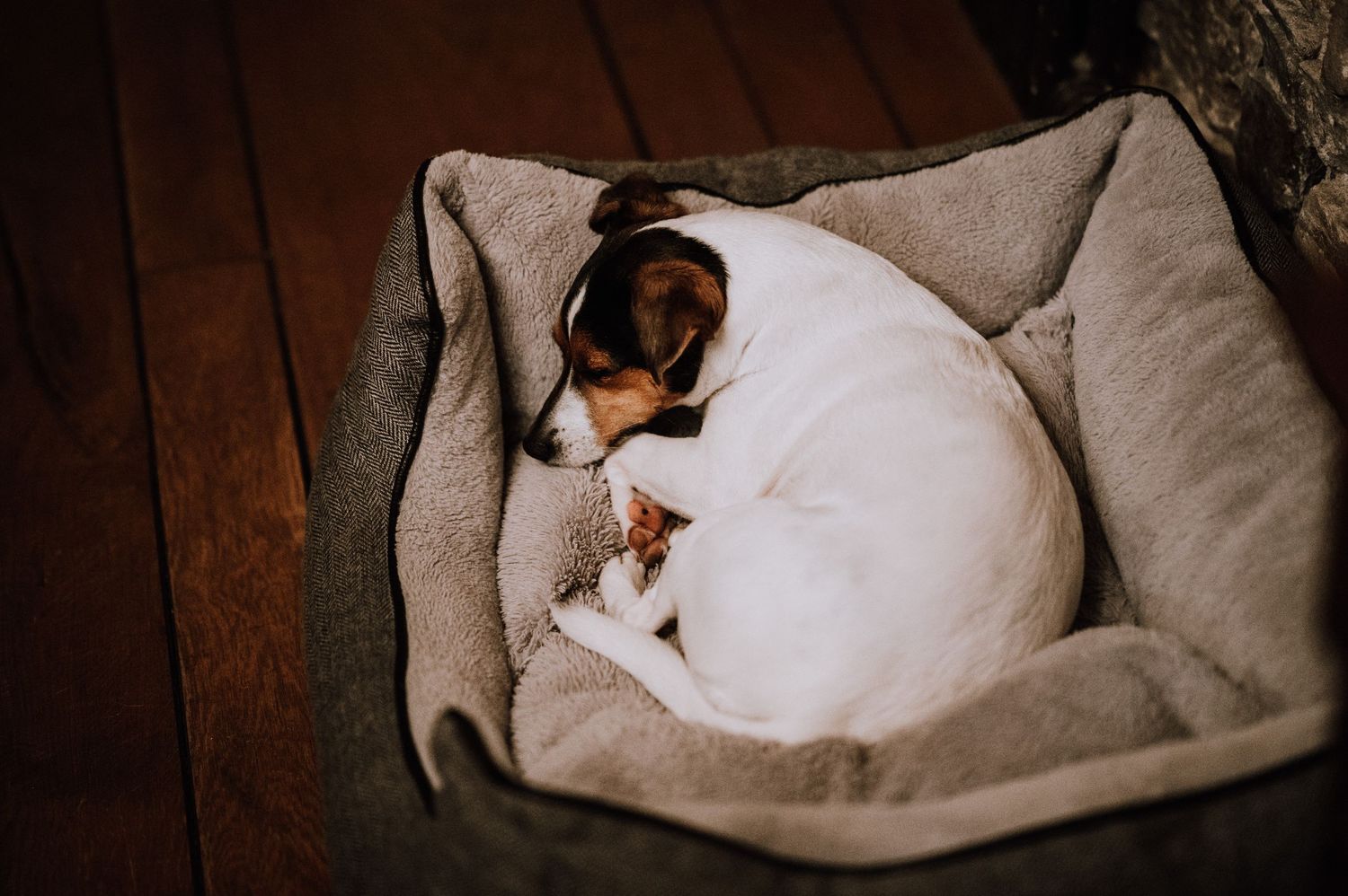 Small dog sleeping peacefully curled up in a cozy grey pet bed.