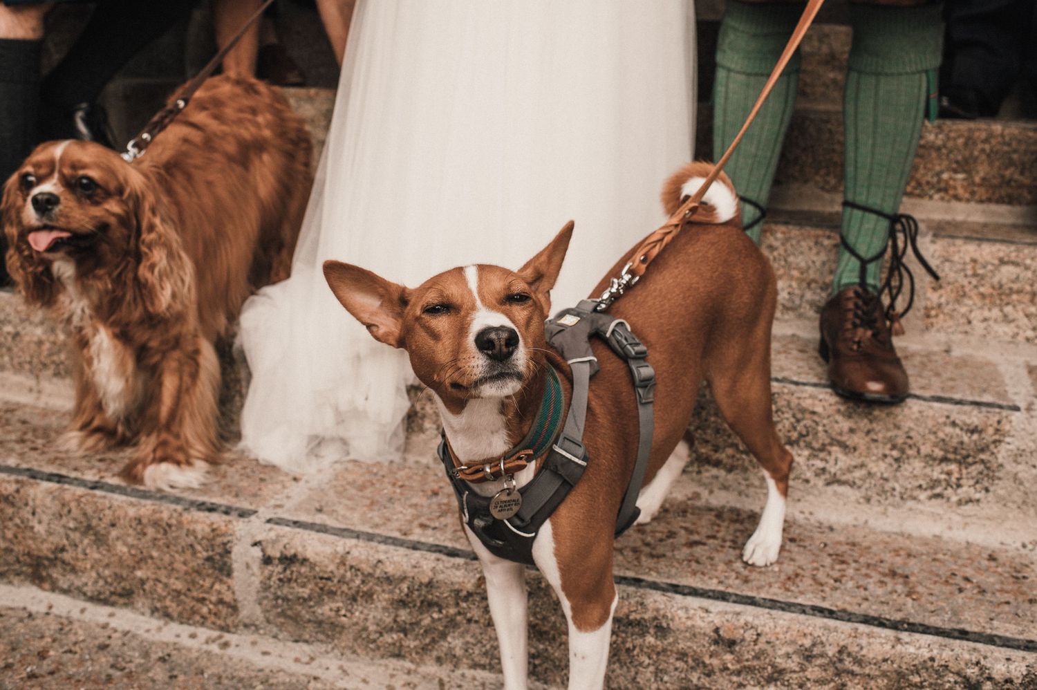 Two dogs in harnesses standing on stone steps at a wedding venue.