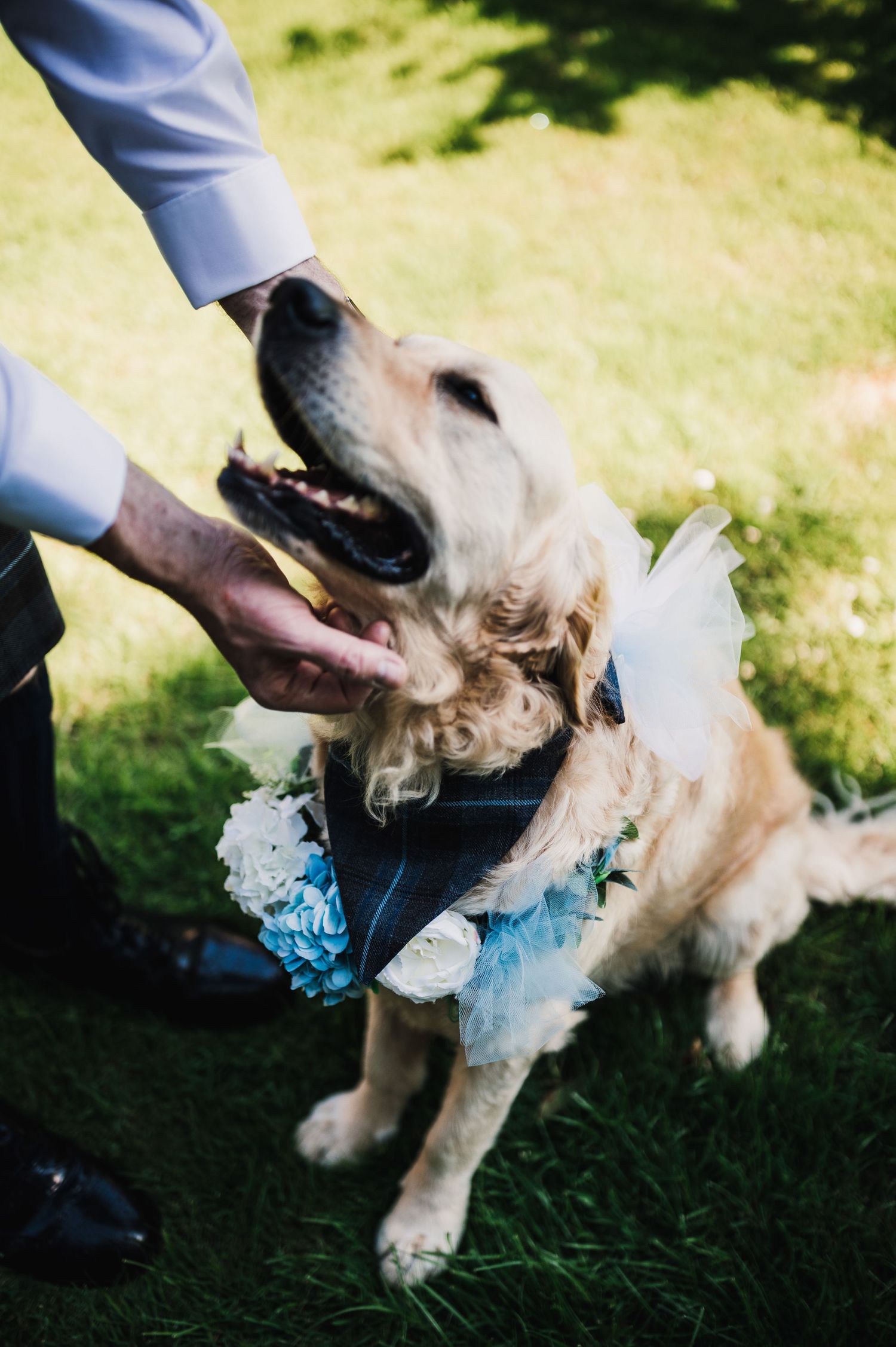 Golden retriever wearing a blue and white floral wedding collar gets pets while sitting on grass.