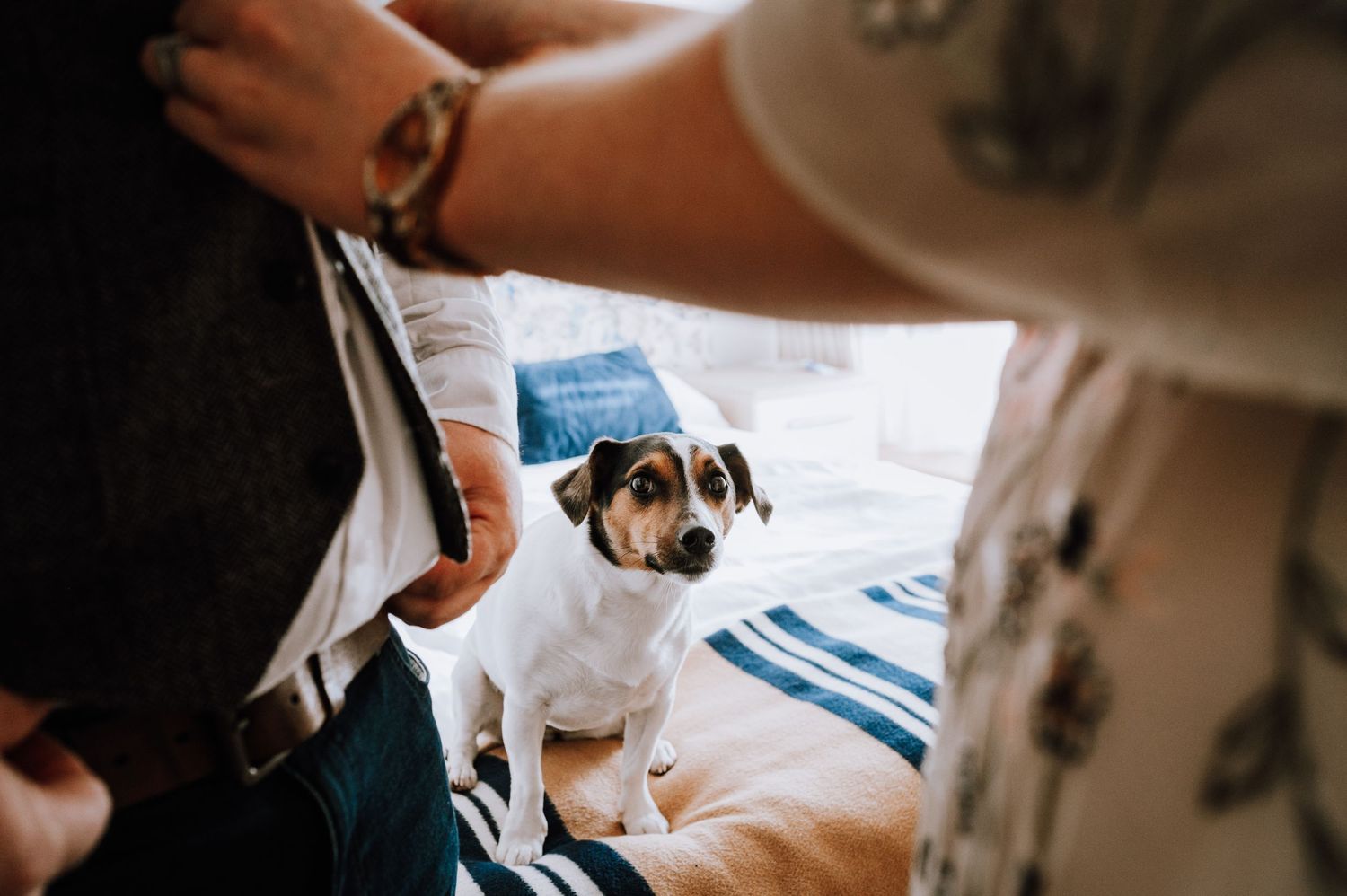 A Jack Russell terrier looking up expectantly at someone holding something.