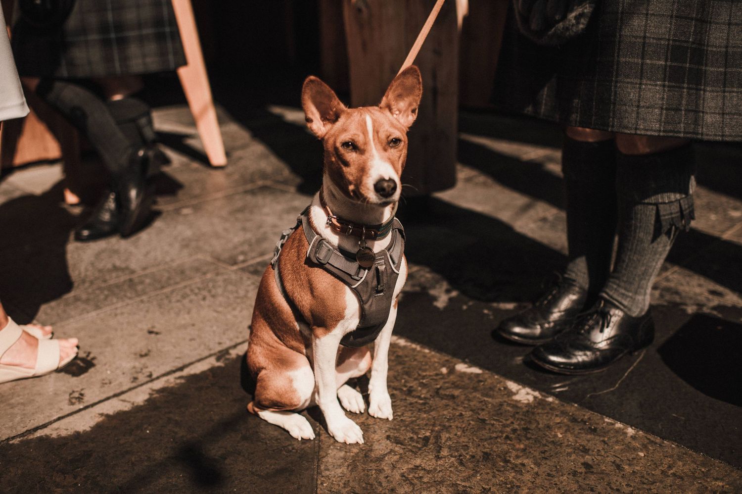 Brown and white basenji dog sitting attentively on stone ground wearing a harness.