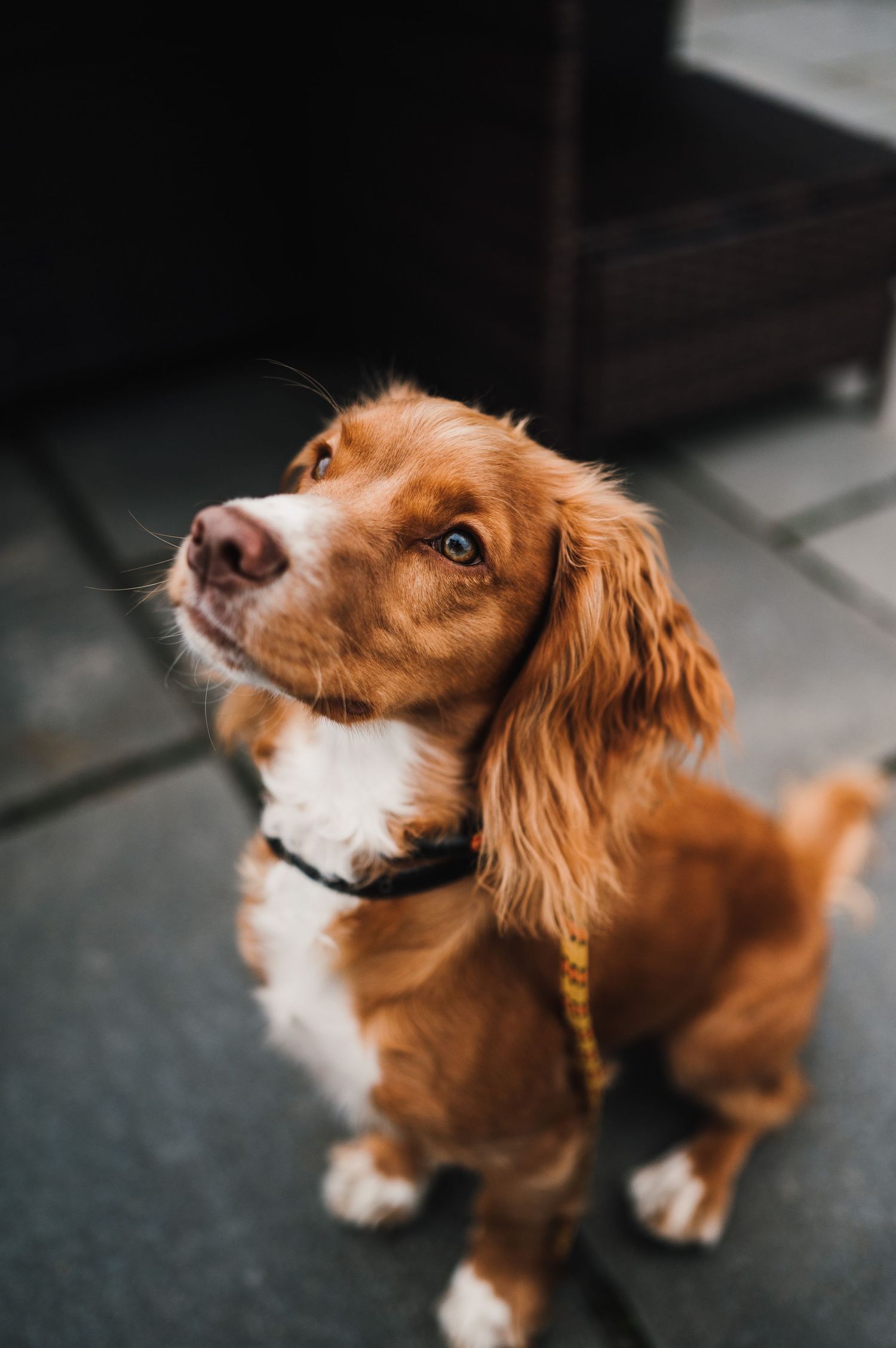 An adorable brown and white spaniel puppy looking up with bright eyes and a curious expression.