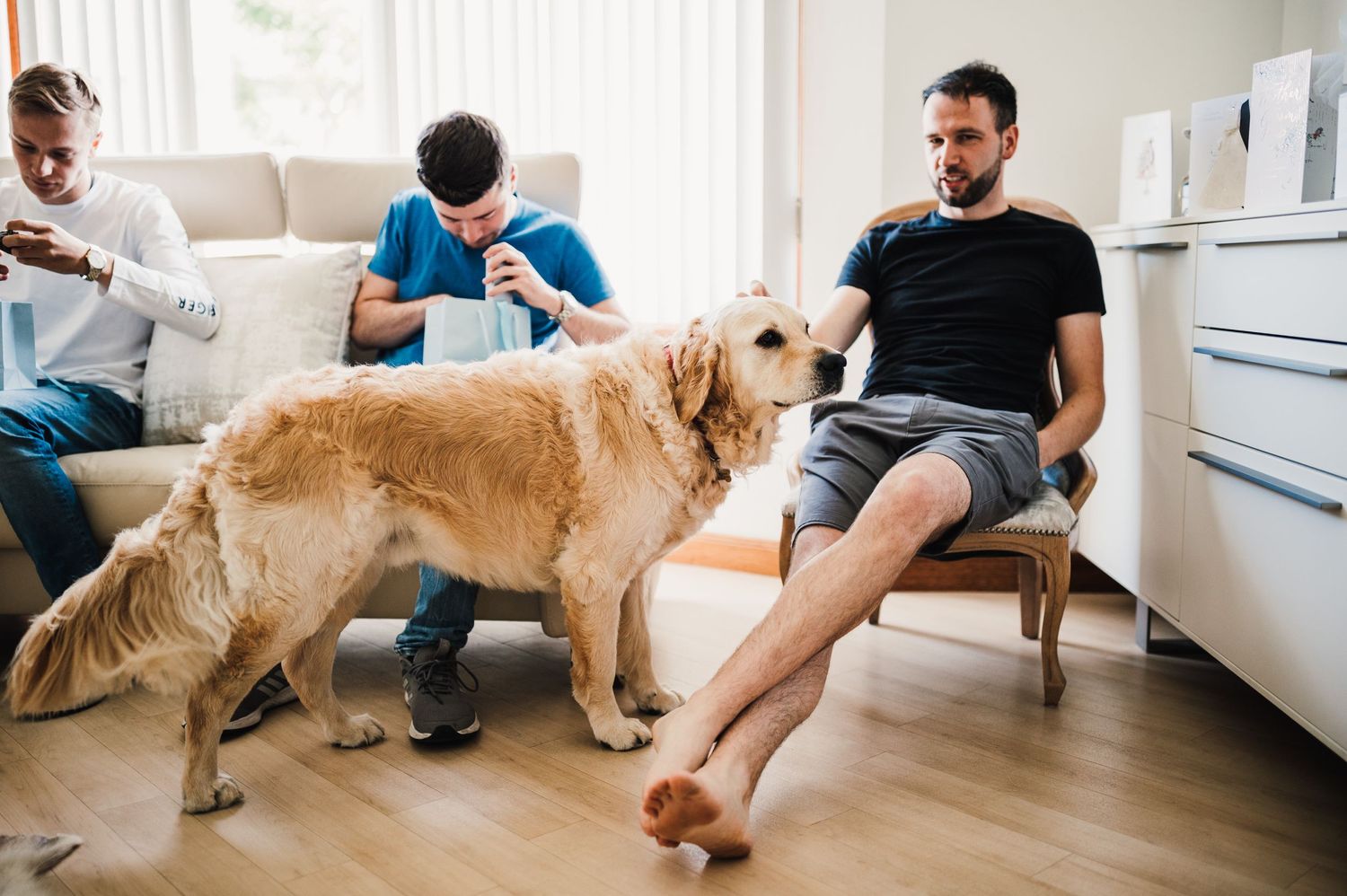 Golden retriever standing next to someone sitting in a living room with hardwood floors.