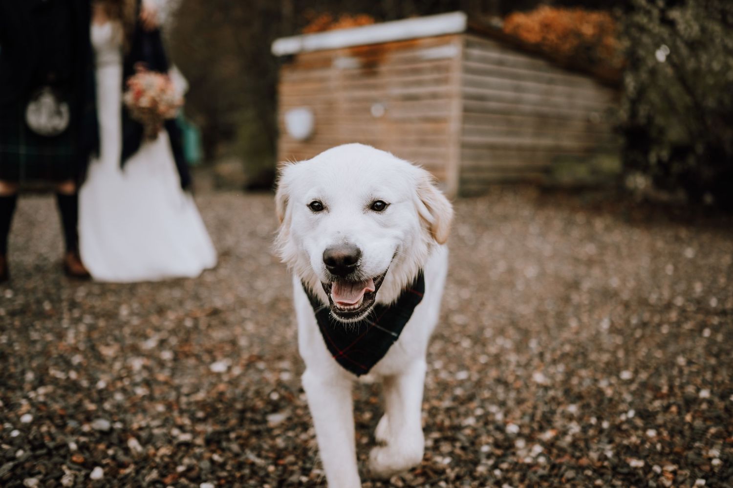 Happy white dog wearing black bandana runs on gravel path with wedding scene in background.