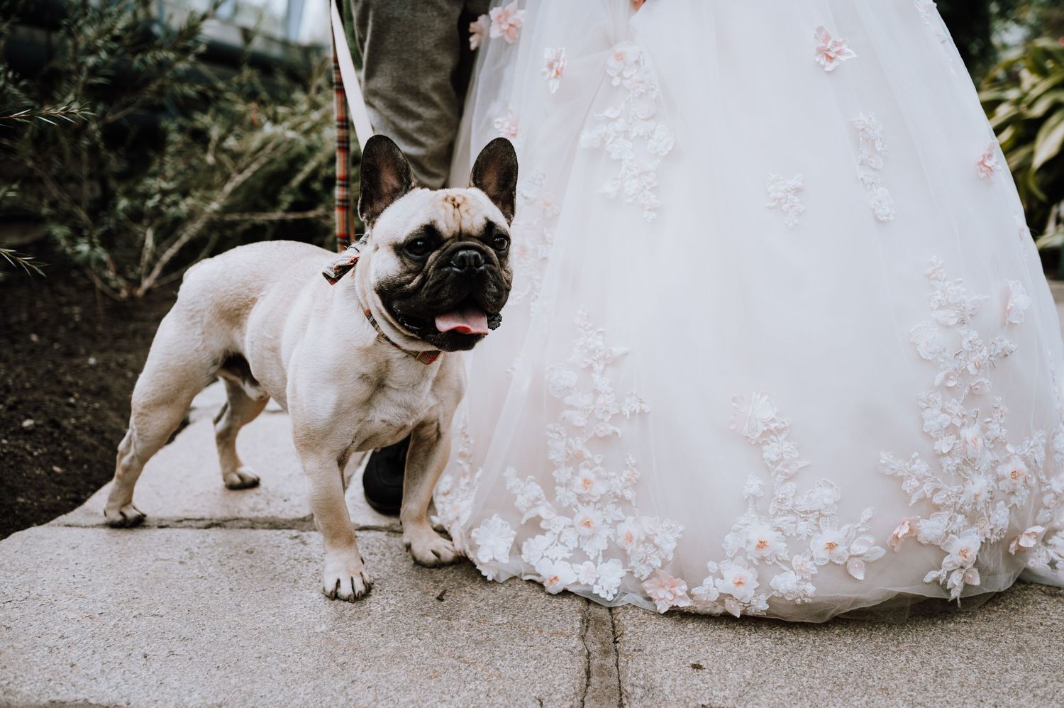 A French Bulldog in a playful pose next to a flowing white wedding dress on a stone pathway.