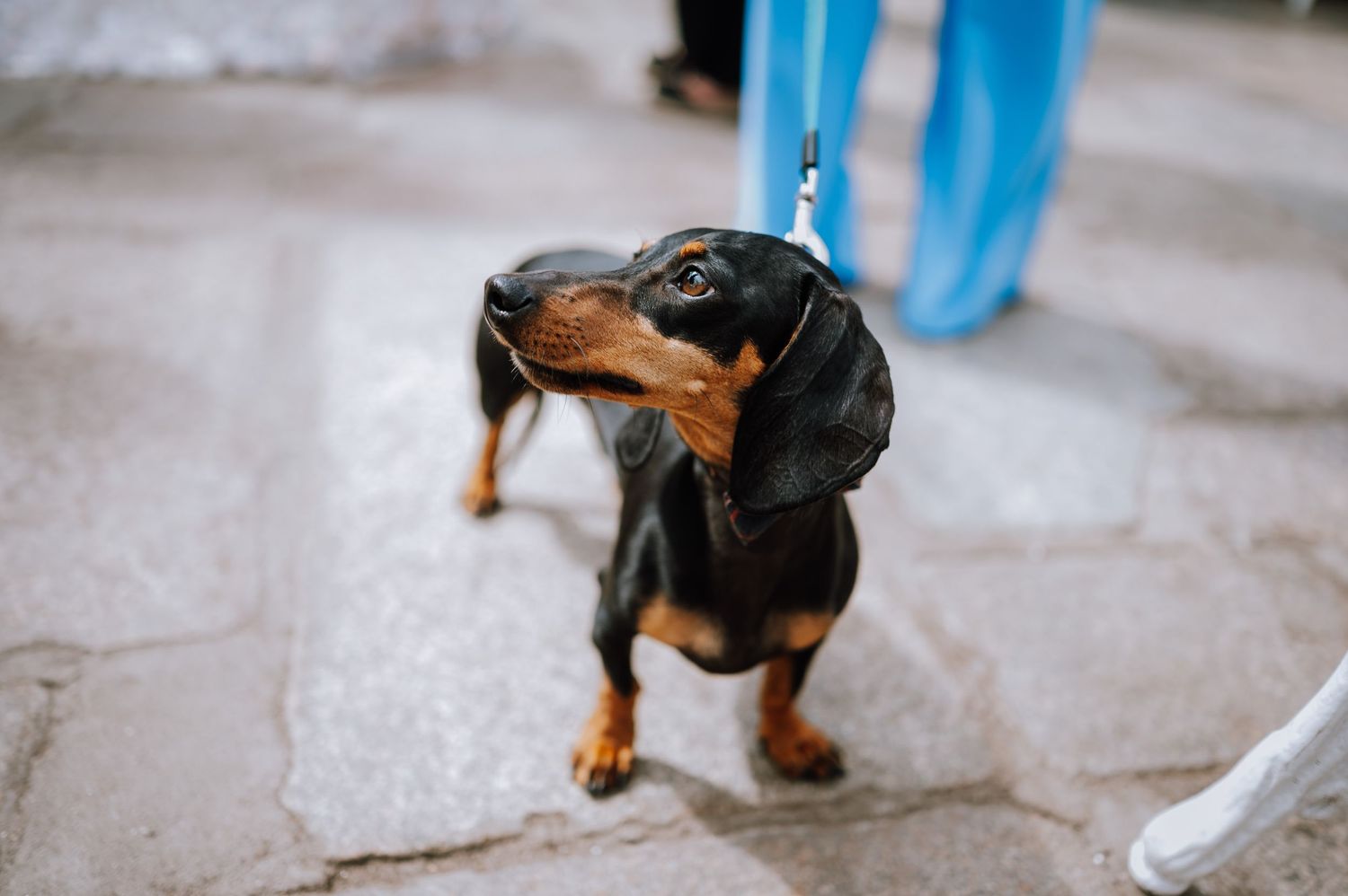 A close-up of a small black and tan dachshund on stone pavement.
