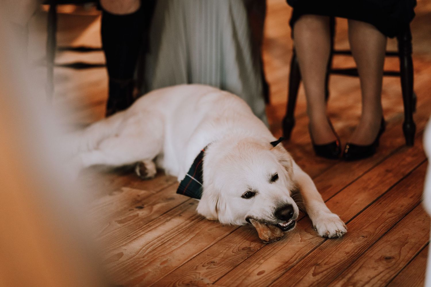 A white dog rests on wooden flooring during an indoor celebration.