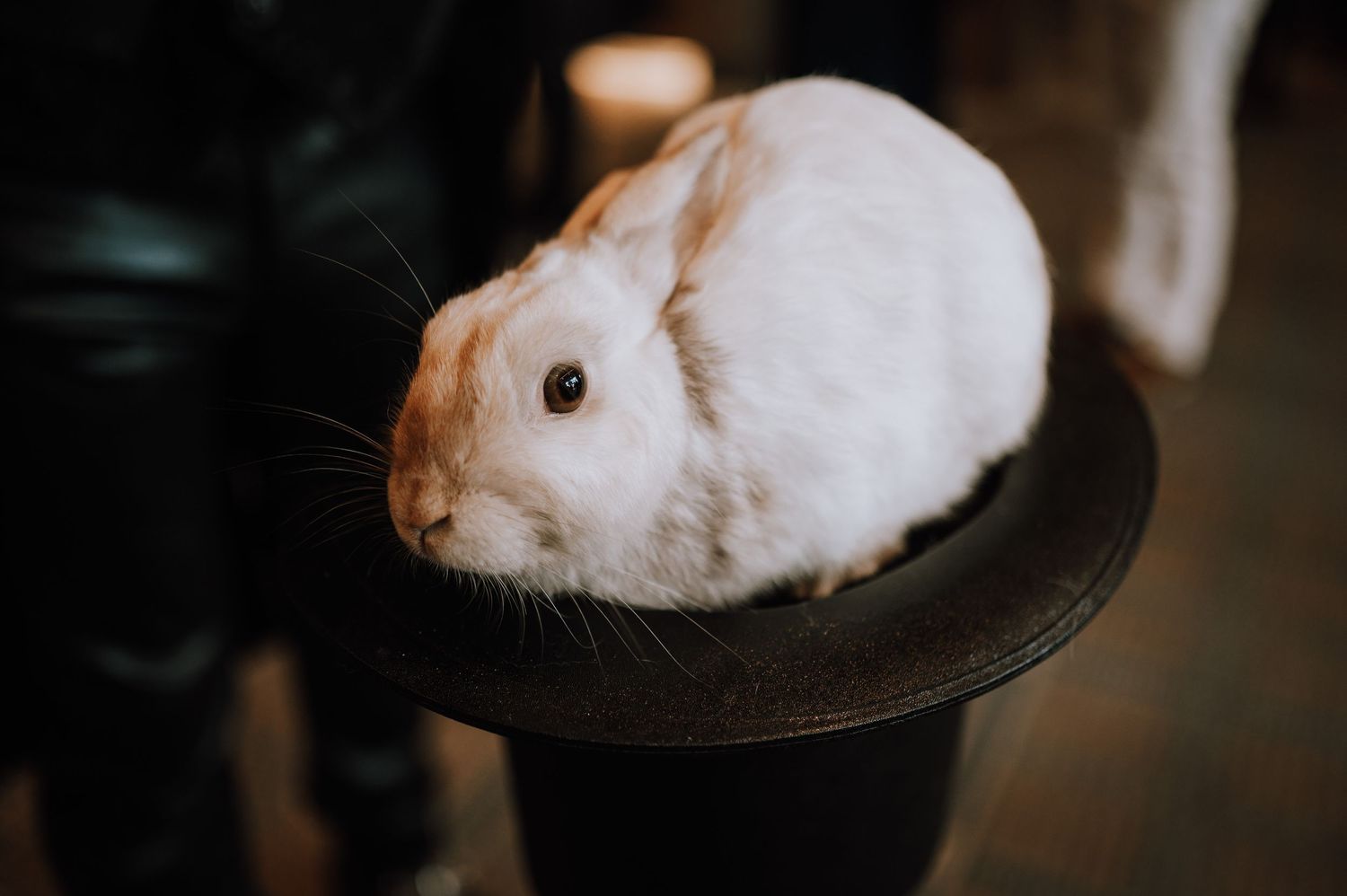 A white fluffy rabbit sits elegantly atop a black top hat.