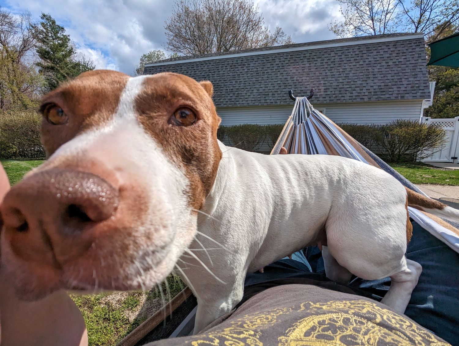 Close-up portrait of a white dog relaxing outdoors on a sunny day.