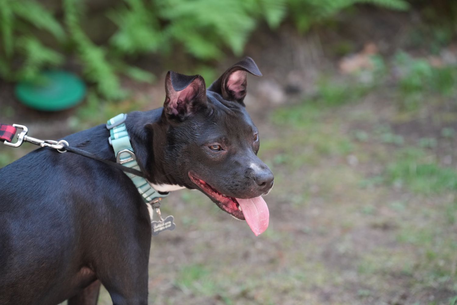 Black dog with red collar exploring outdoors in a natural setting.