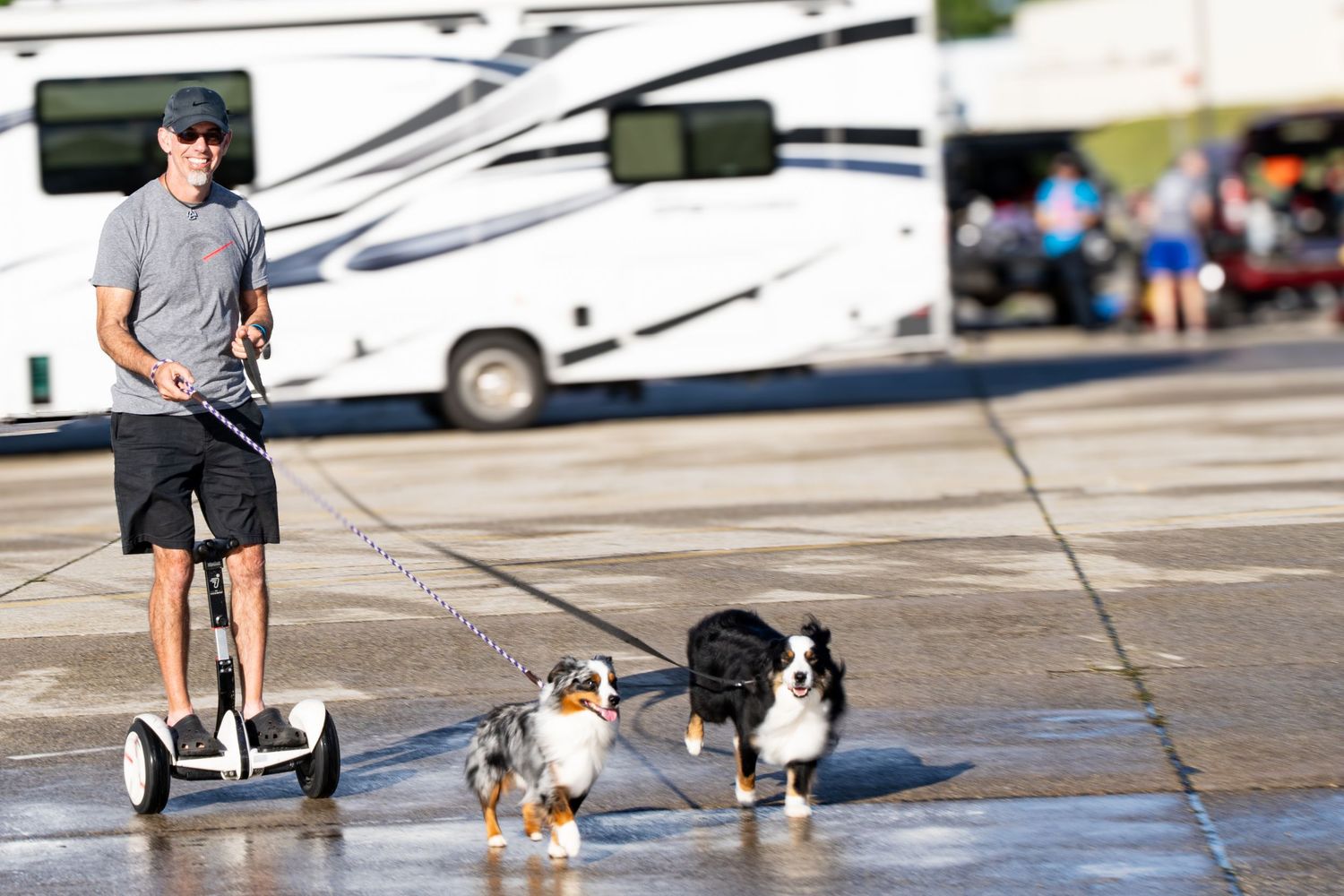 Dogs and handlers walking on a wet pavement during an automotive event.