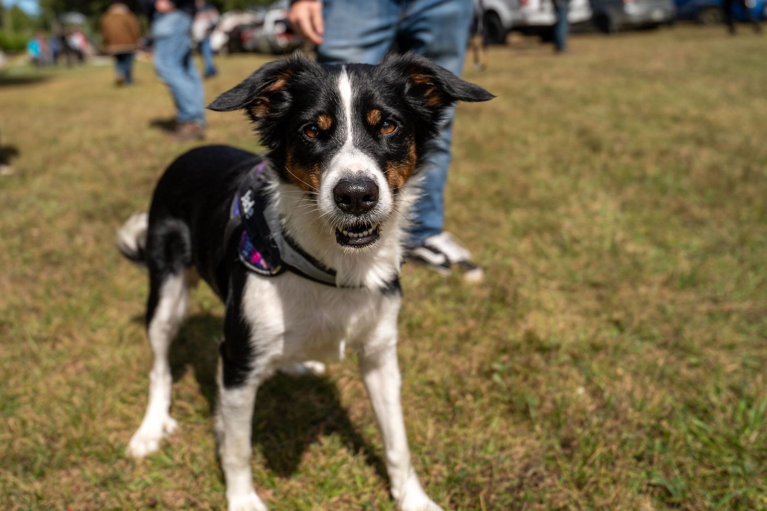 Border Collie mix dogs playing and running together on grassy field.
