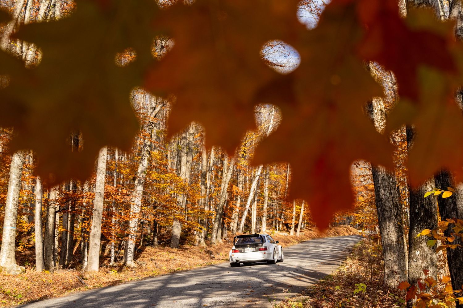 Tree-lined autumn road with golden sunlight filtering through the branches.