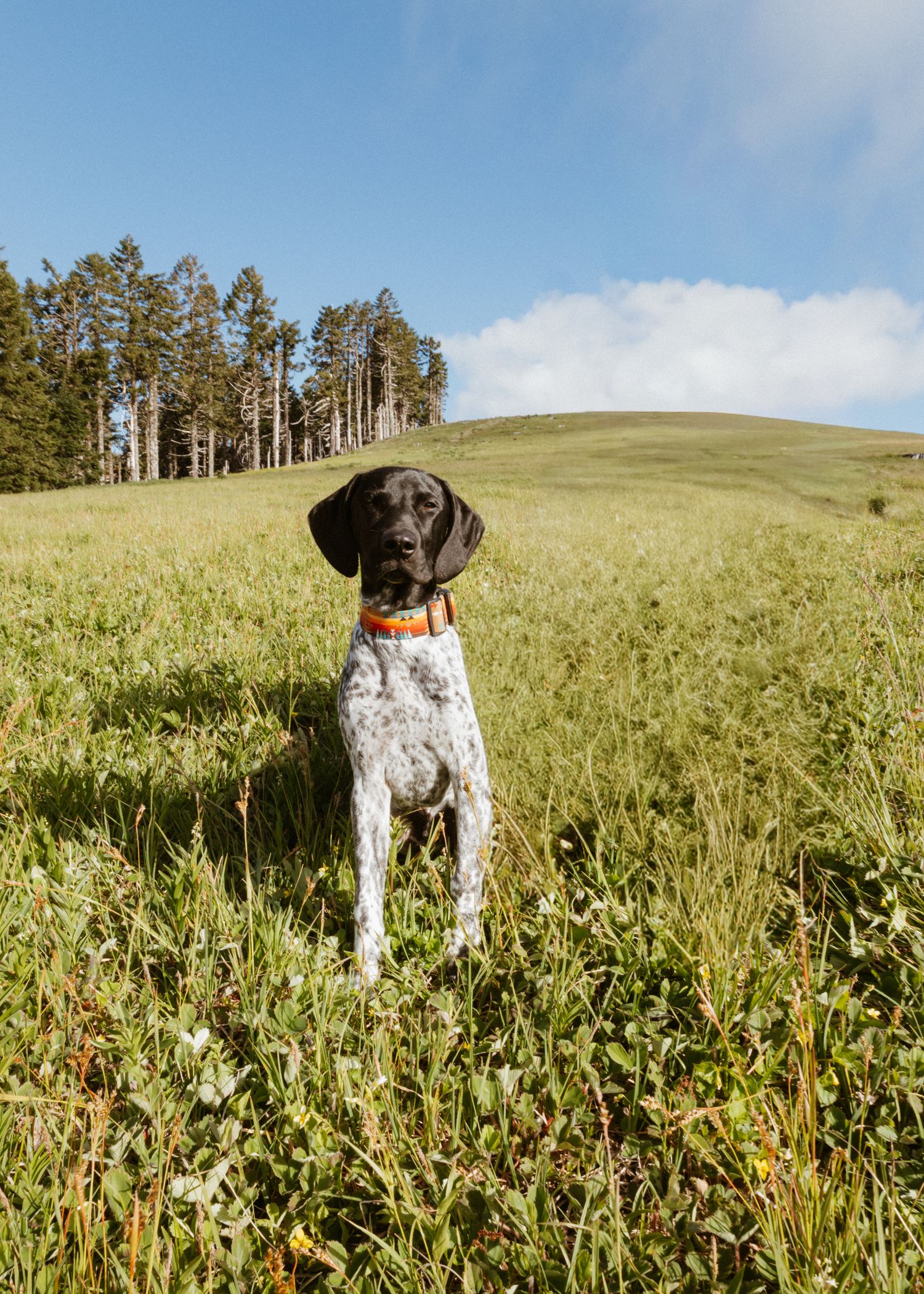 Couples session with Oregon Wedding photographer with their pup in golden lit field as a family.