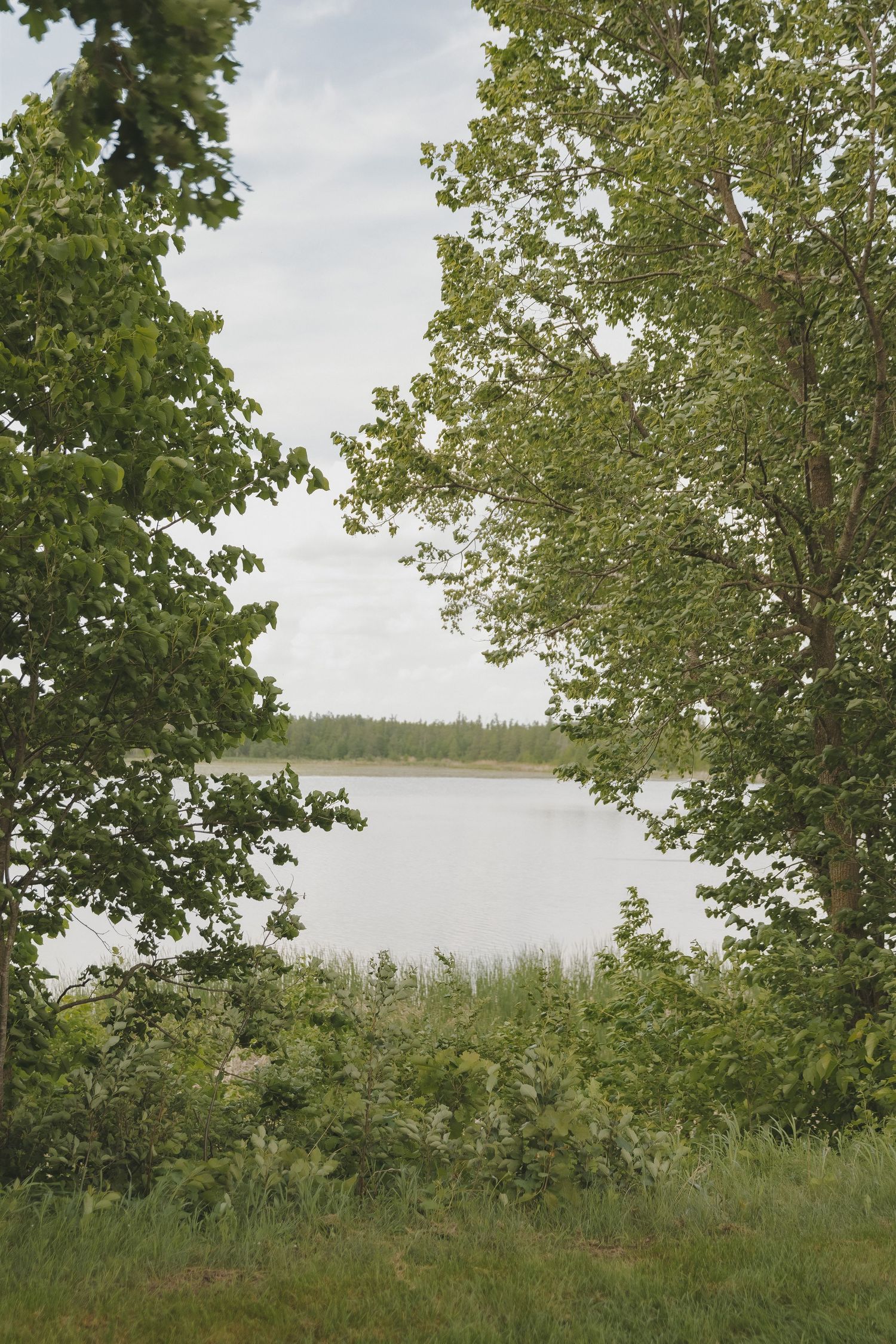 Serene lake view framed by lush green trees on a cloudy day.