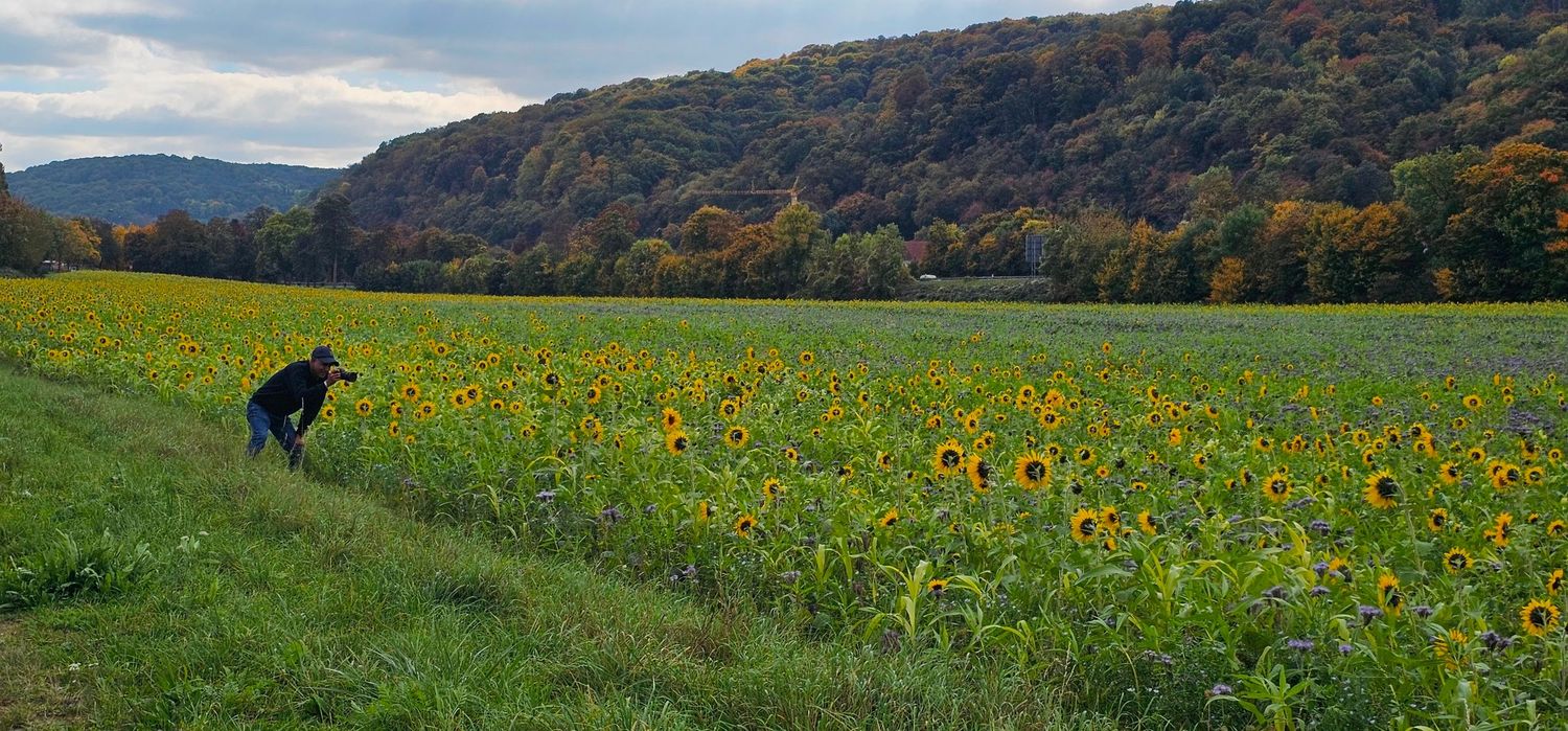 Silhouetted photographer in field of sunflowers with mountains in background.