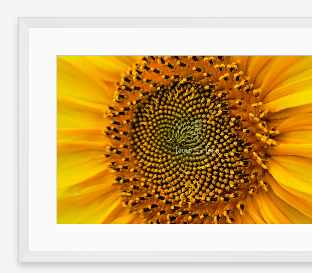Macro photography of sunflower center showing spiral pattern of seeds.