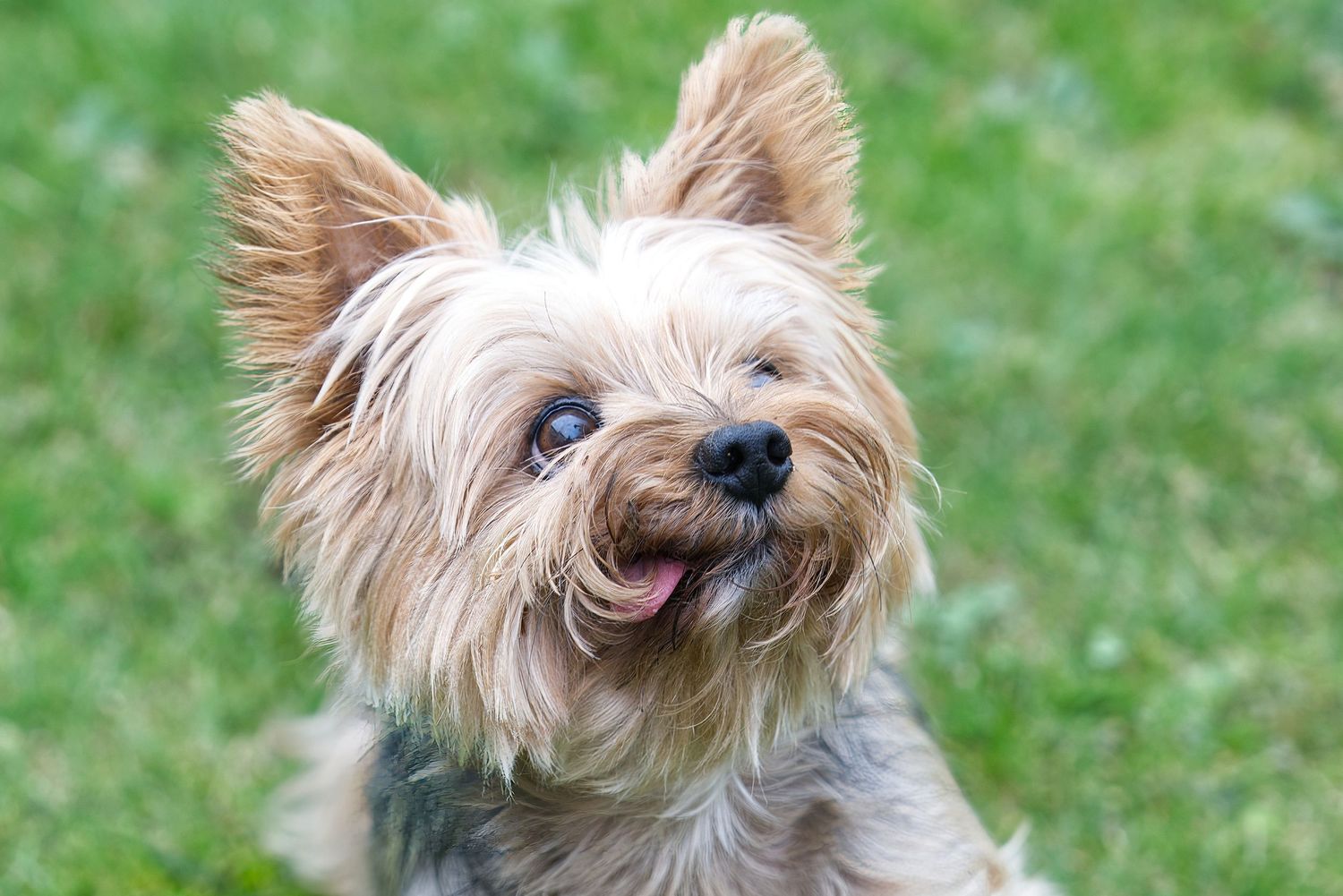 Close-up of a happy Yorkshire Terrier dog with tan fur against green grass background.