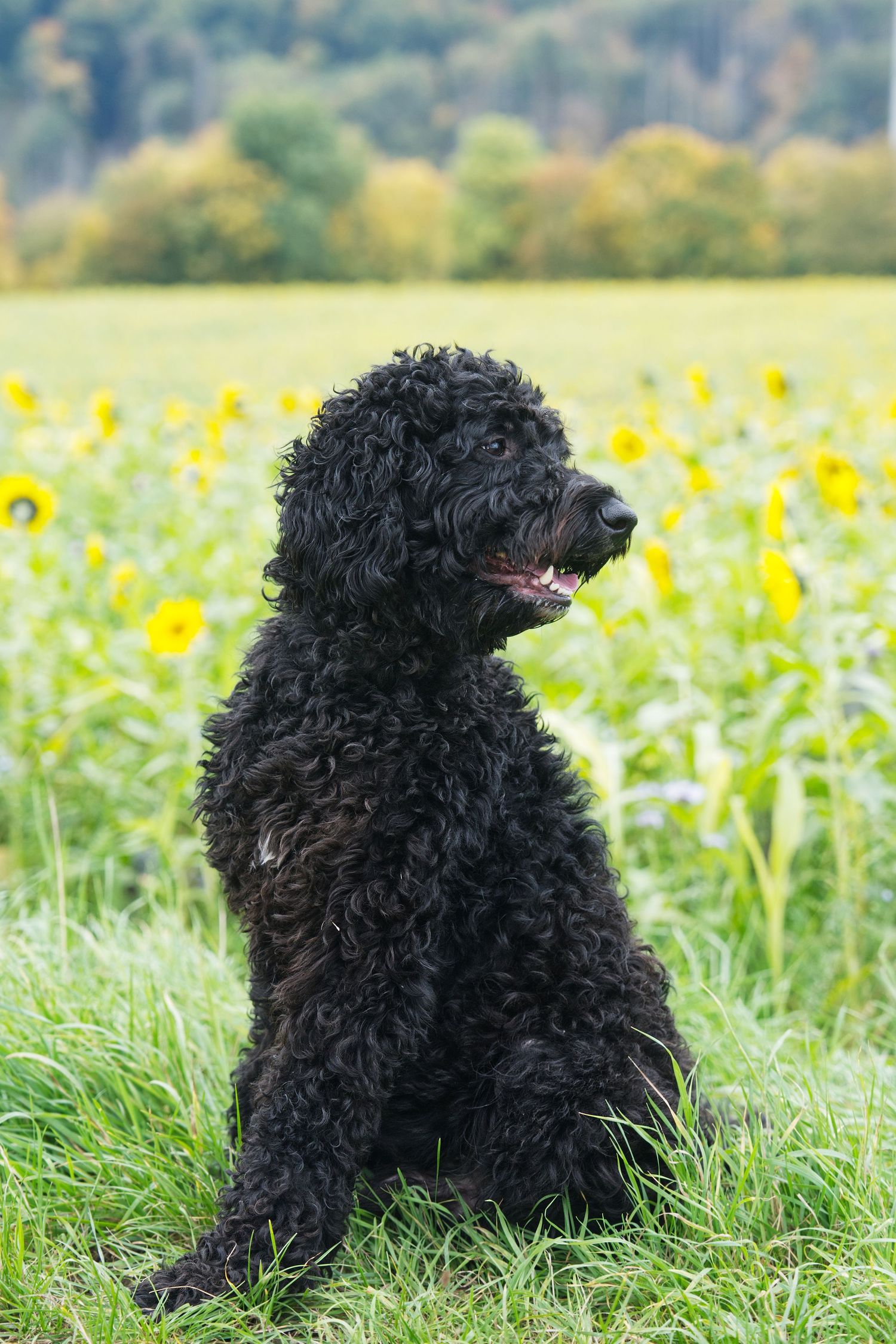 Black curly-haired dog sitting in a field of sunflowers and grass.