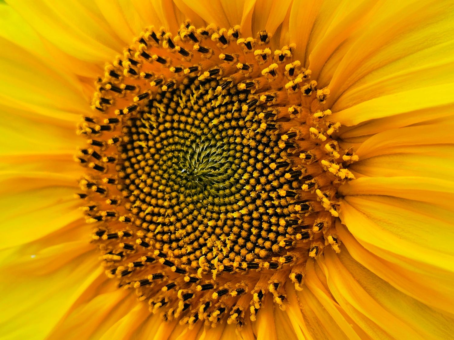 Extreme close-up of a sunflower's center showing intricate spiral seed pattern in vibrant yellow.