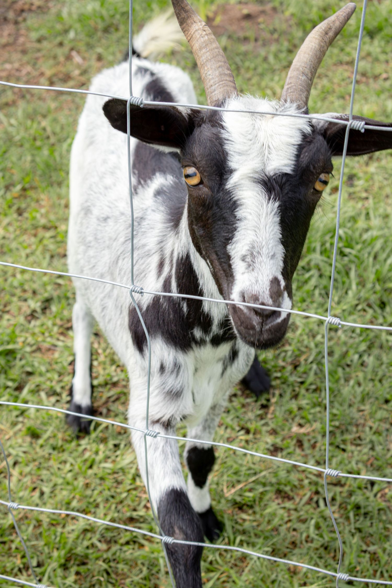 A black and white goat with curved horns looks curiously at the camera through a wire fence on a grassy farm.