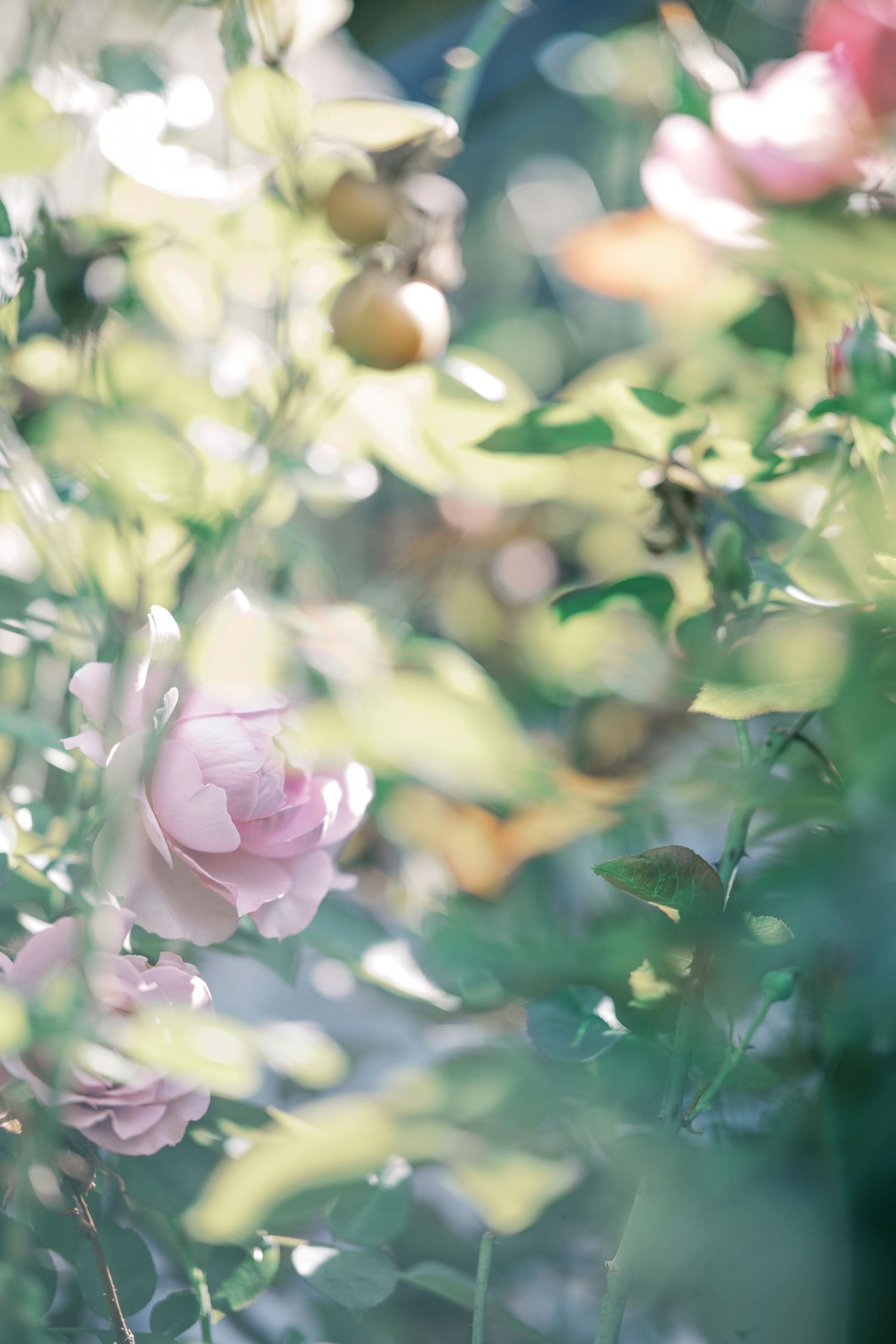 Delicate pink roses bloom in soft focus against a dreamy bokeh background of green foliage. Maternity uk photographer.