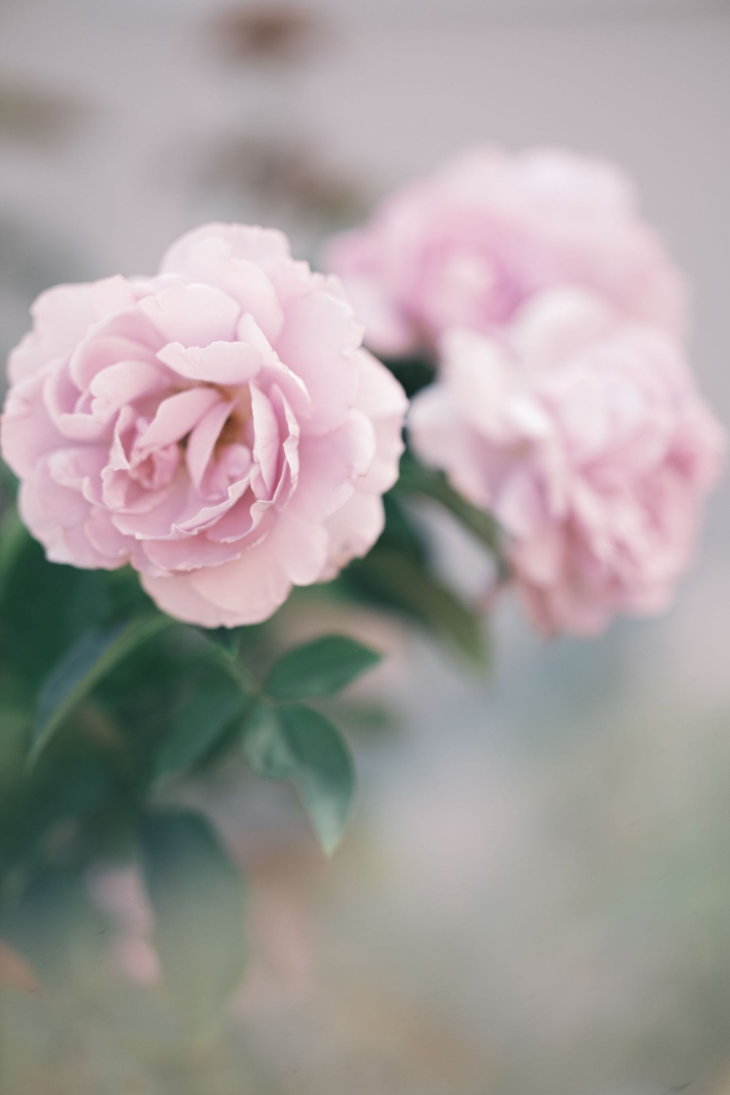 Delicate pink roses with soft petals bloom against a dreamy blurred background with green foliage. Motherhood uk photographer.