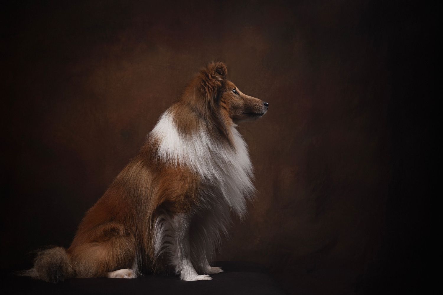 A Shetland Sheepdog with brown and white fur poses in multiple positions against a dark studio background.