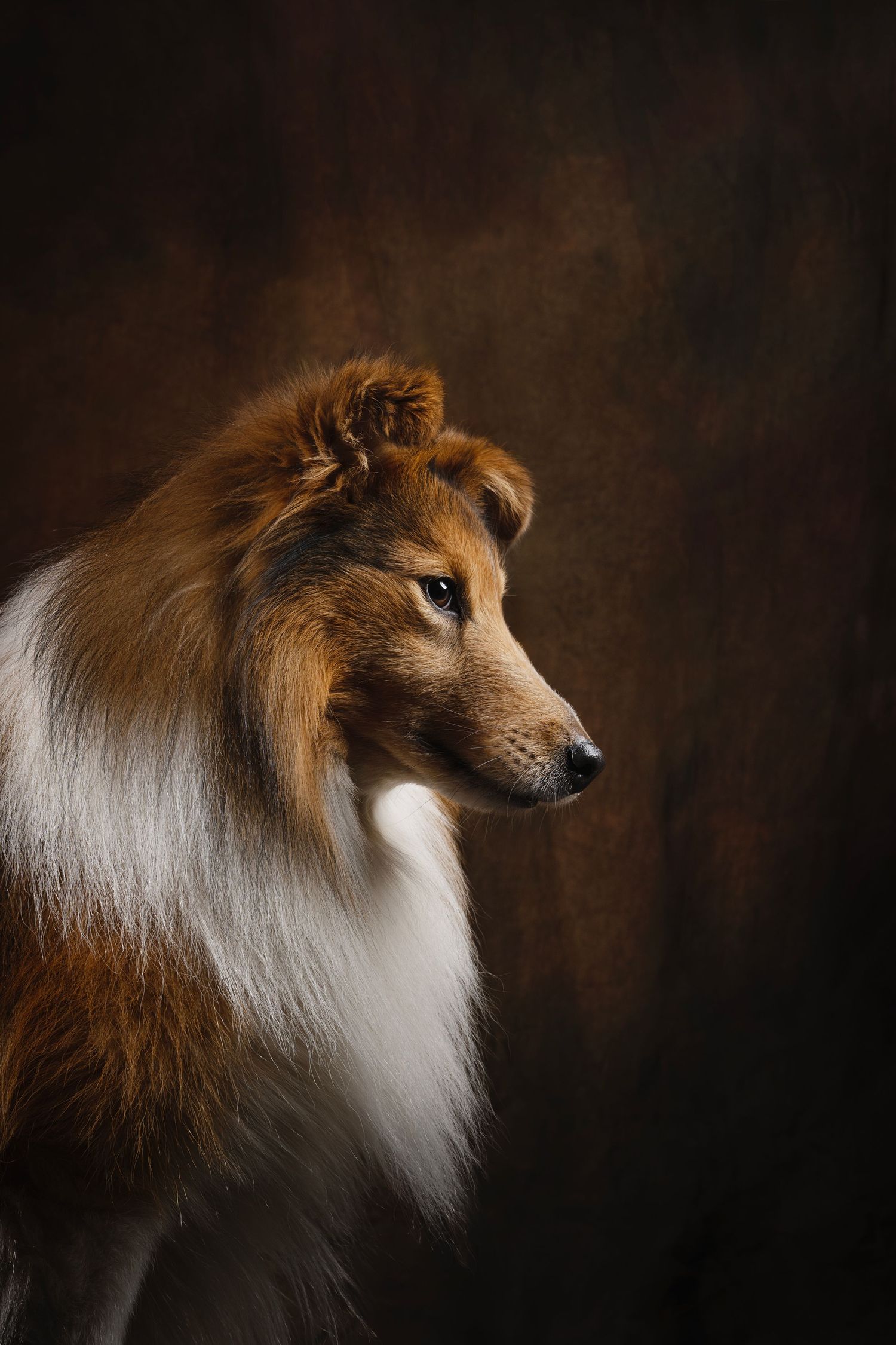 A majestic Shetland Sheepdog with thick golden and white fur poses against a dark brown studio background.