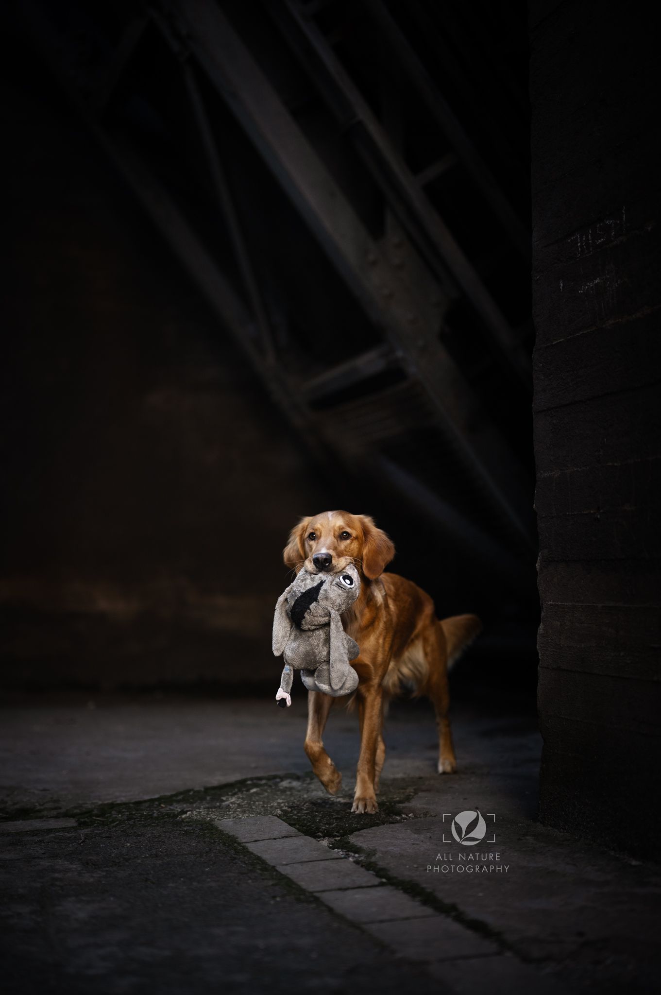 A golden retriever dog carrying a stuffed toy stands in a dark moody setting with dramatic lighting.