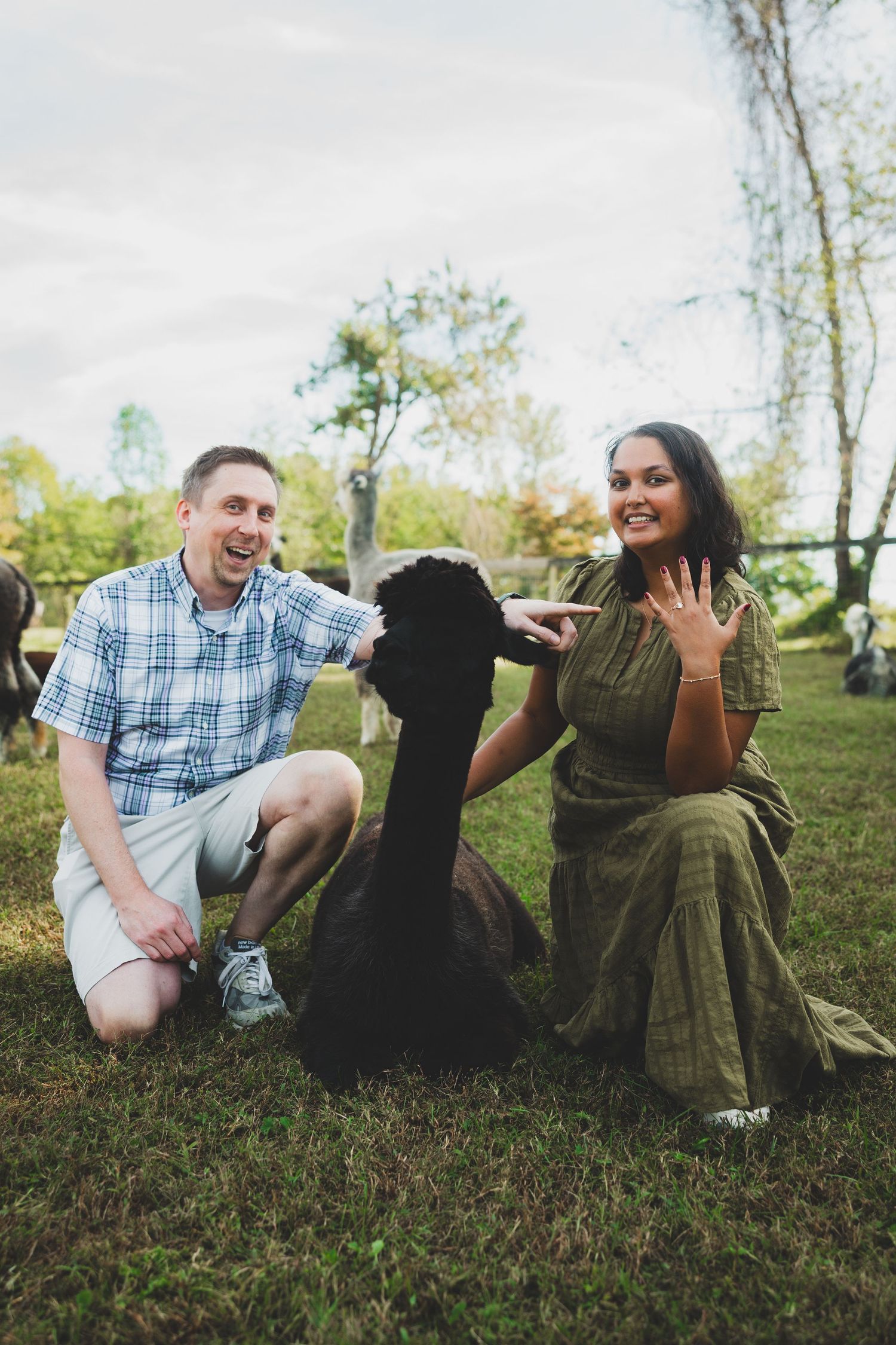 Newly engaged couple petting a black alpaca in a pastoral outdoor setting during daytime.