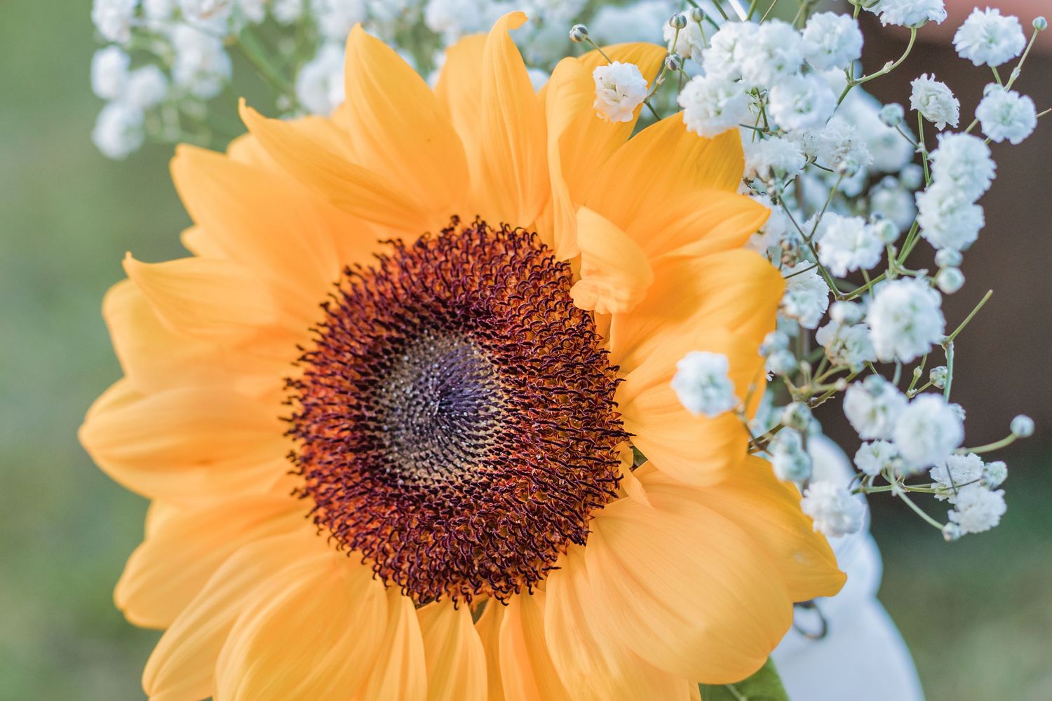 A vibrant orange sunflower with a dark brown center is displayed alongside delicate white baby's breath flowers.