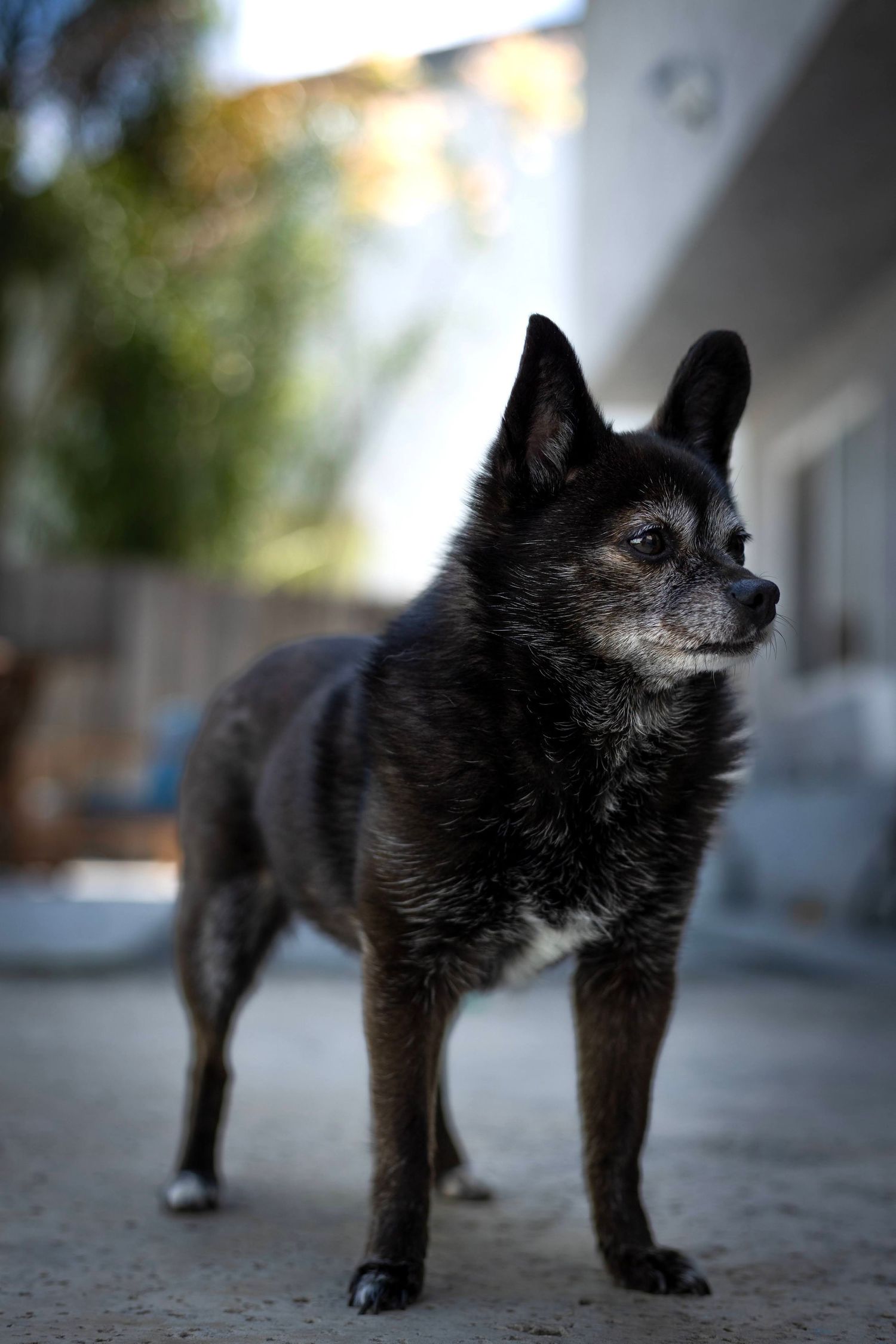 black dog posing