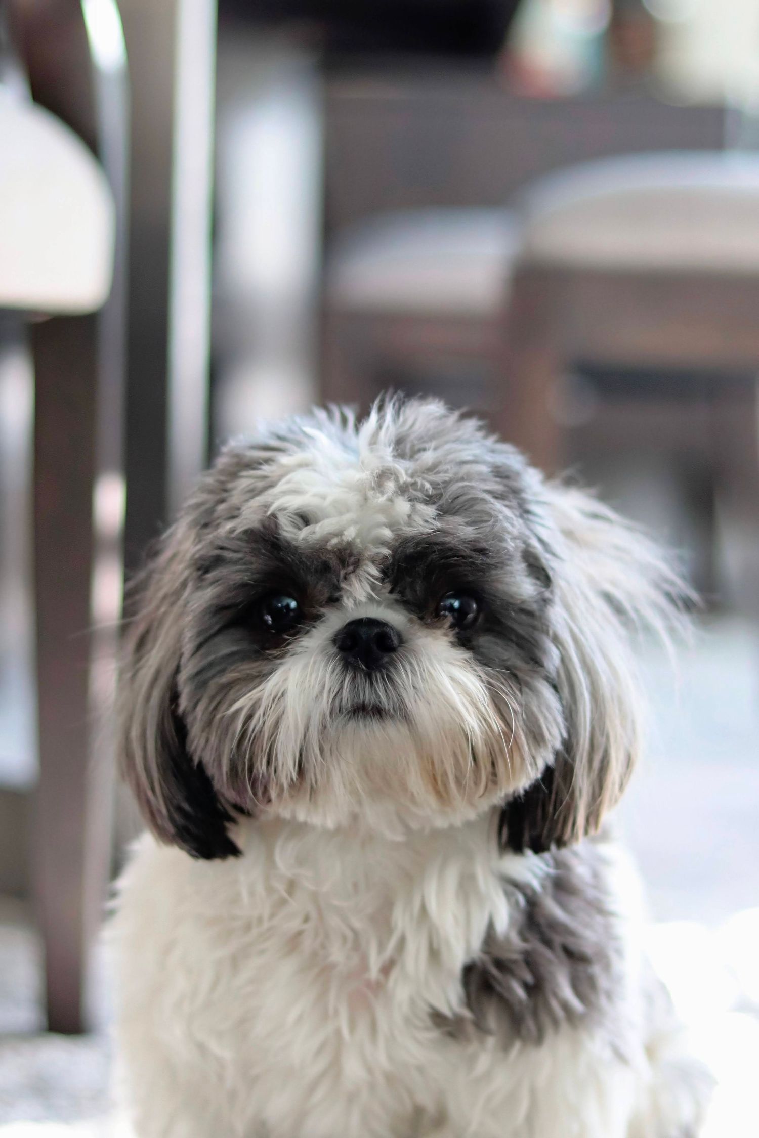 mini shih tzu posing