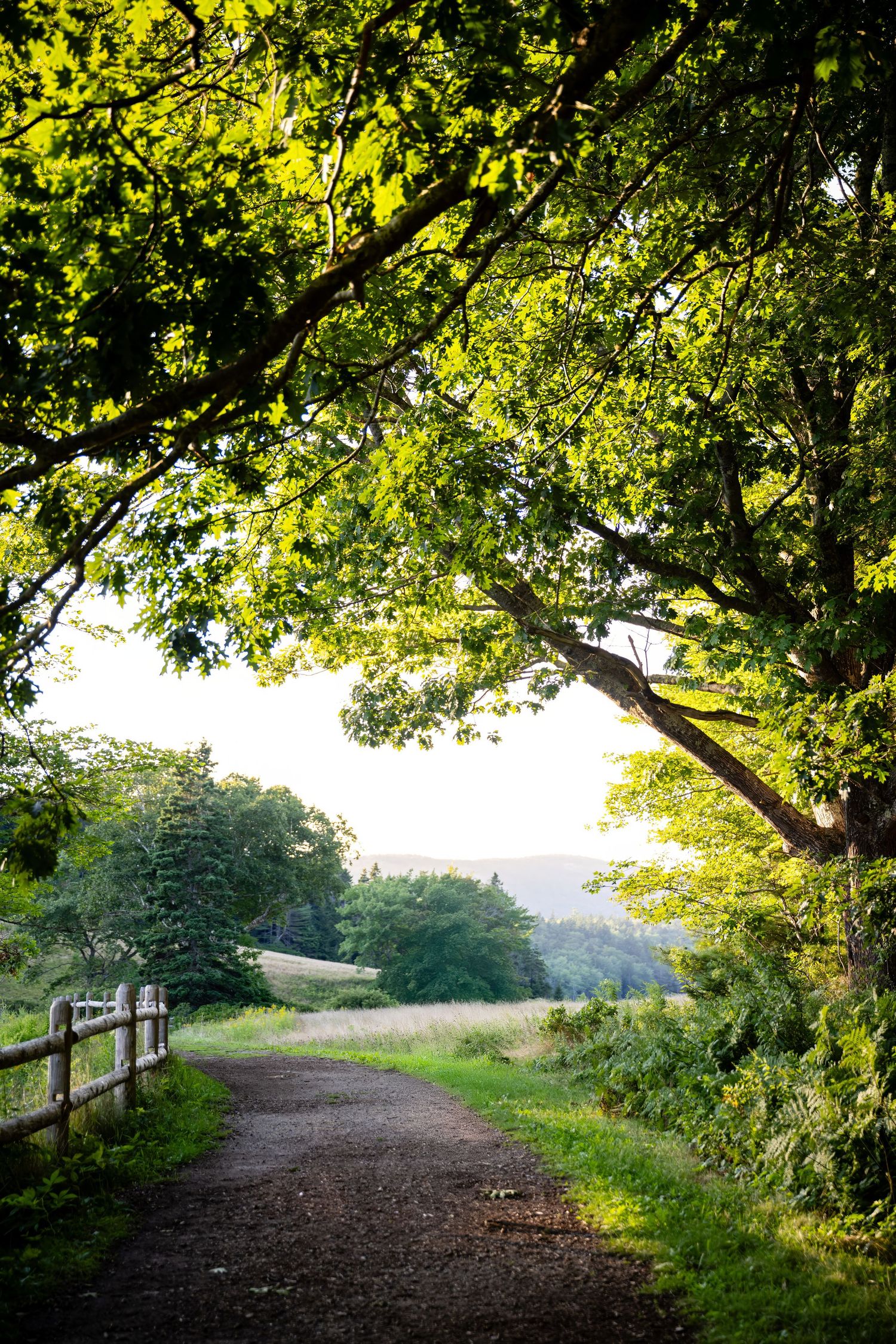 A tree-lined dirt path leads through a lush green countryside landscape under bright summer sunlight.