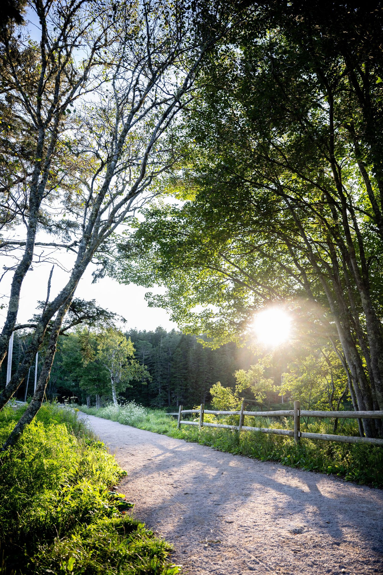 Sun rays peek through green trees along a winding dirt path with wooden fence rails in a peaceful forest setting.