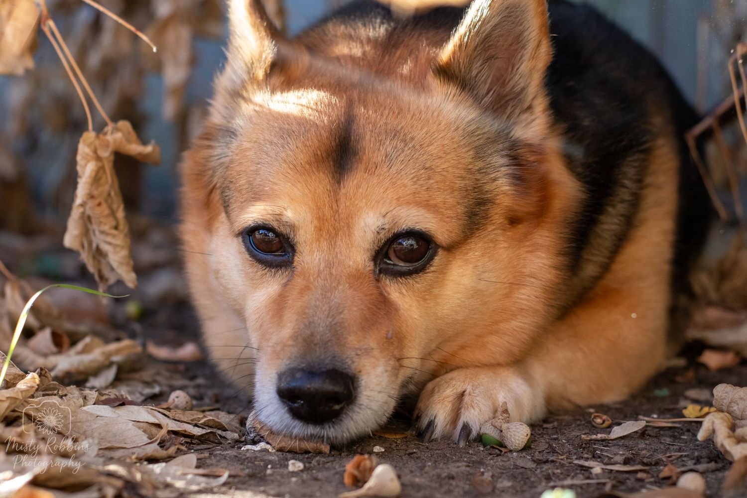 A fluffy Corgi dog lying on autumn leaves outdoors, looking directly at the camera with soulful brown eyes.
