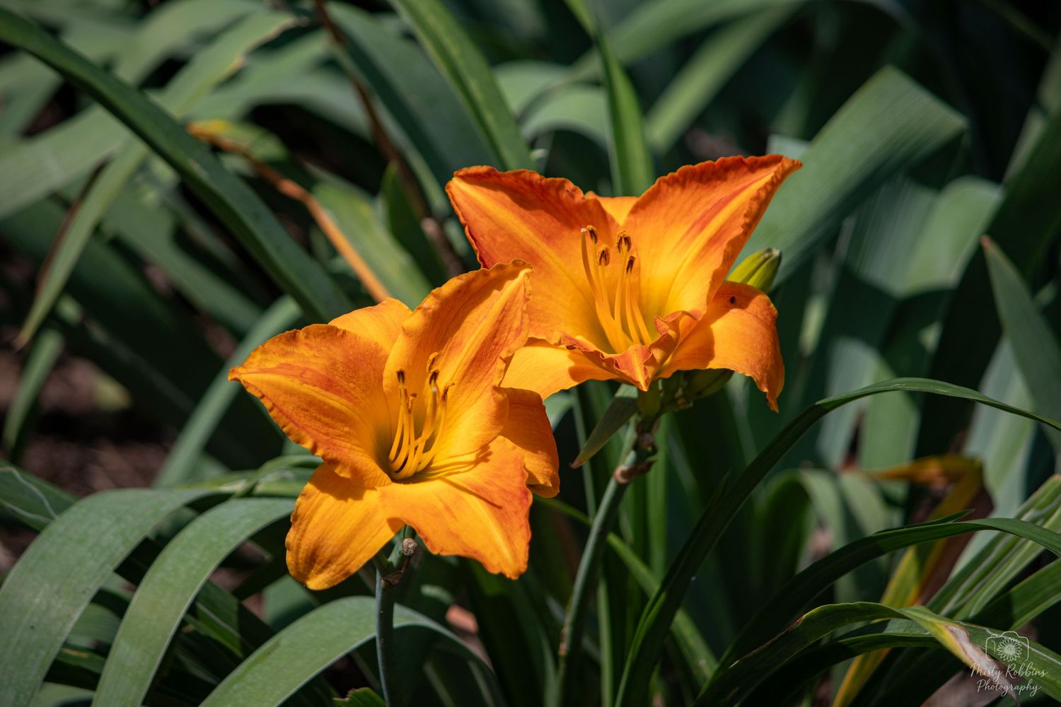 Two vibrant orange daylilies bloom among lush green foliage in a sunlit garden.