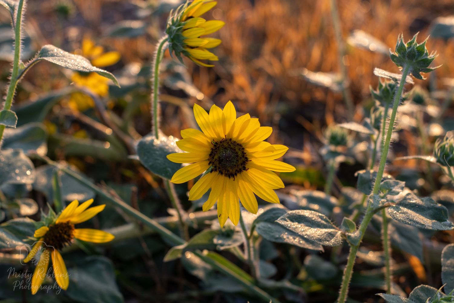 A bright yellow sunflower blooms in soft focus against a blurred autumn background of brown and green foliage.